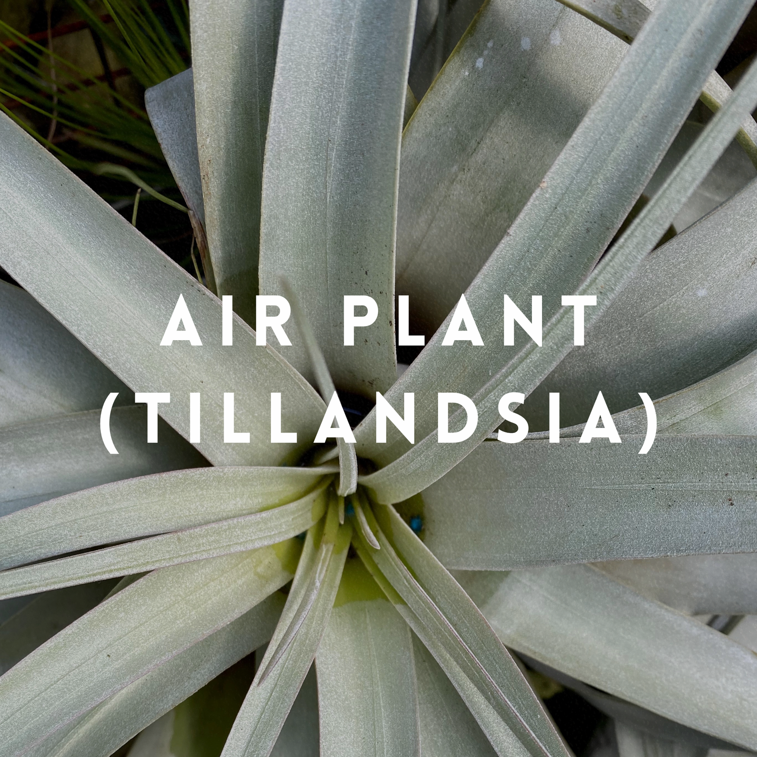 Air Plants (Tillandsia)