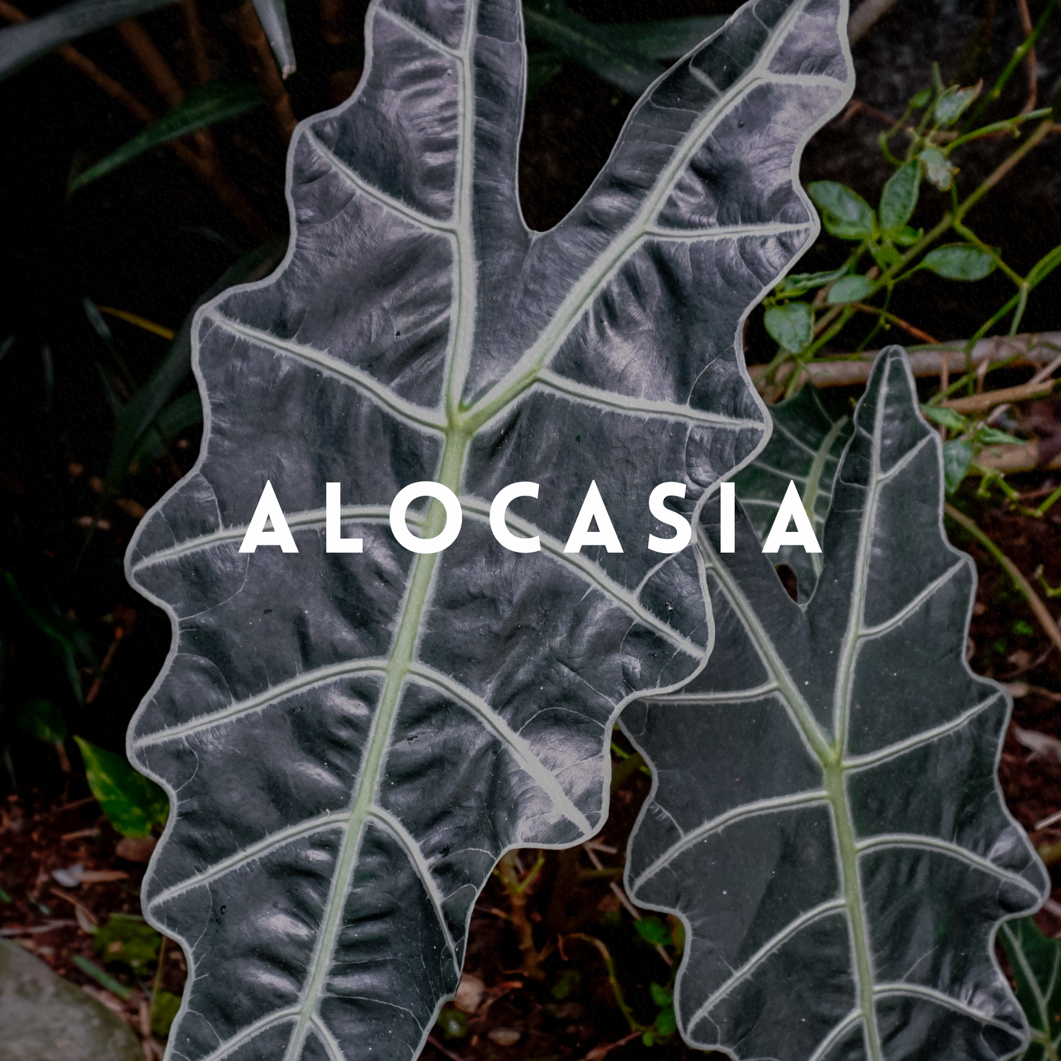 Alocasia