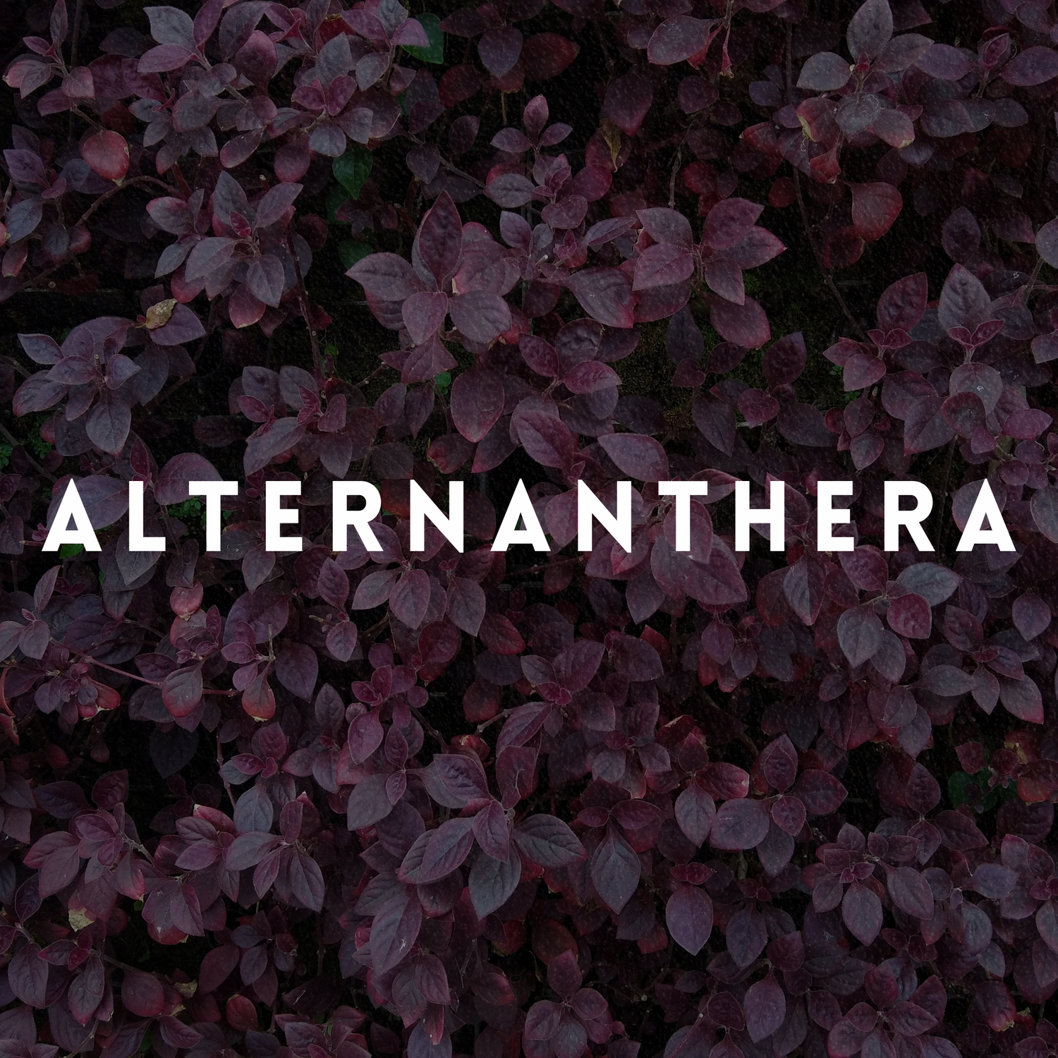 Alternanthera