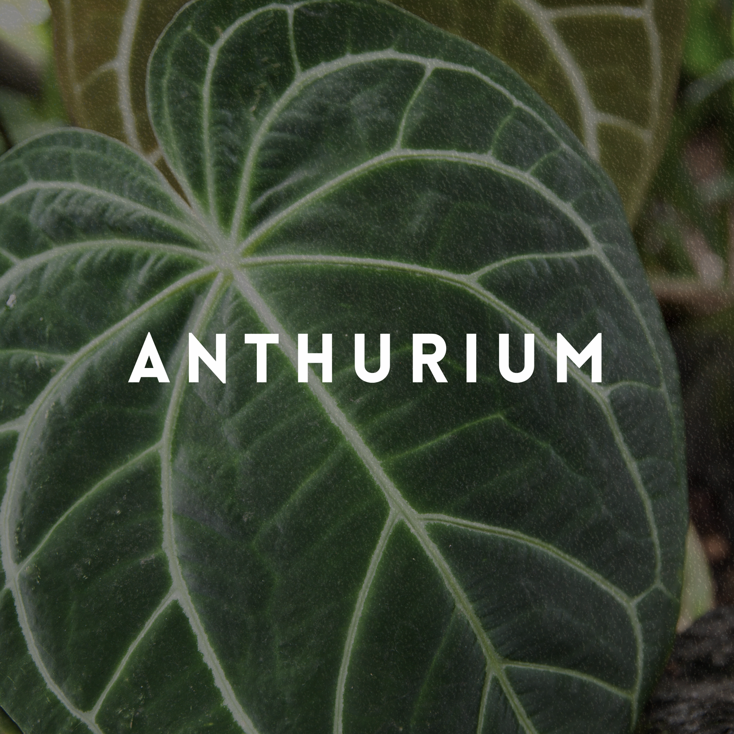 Anthurium