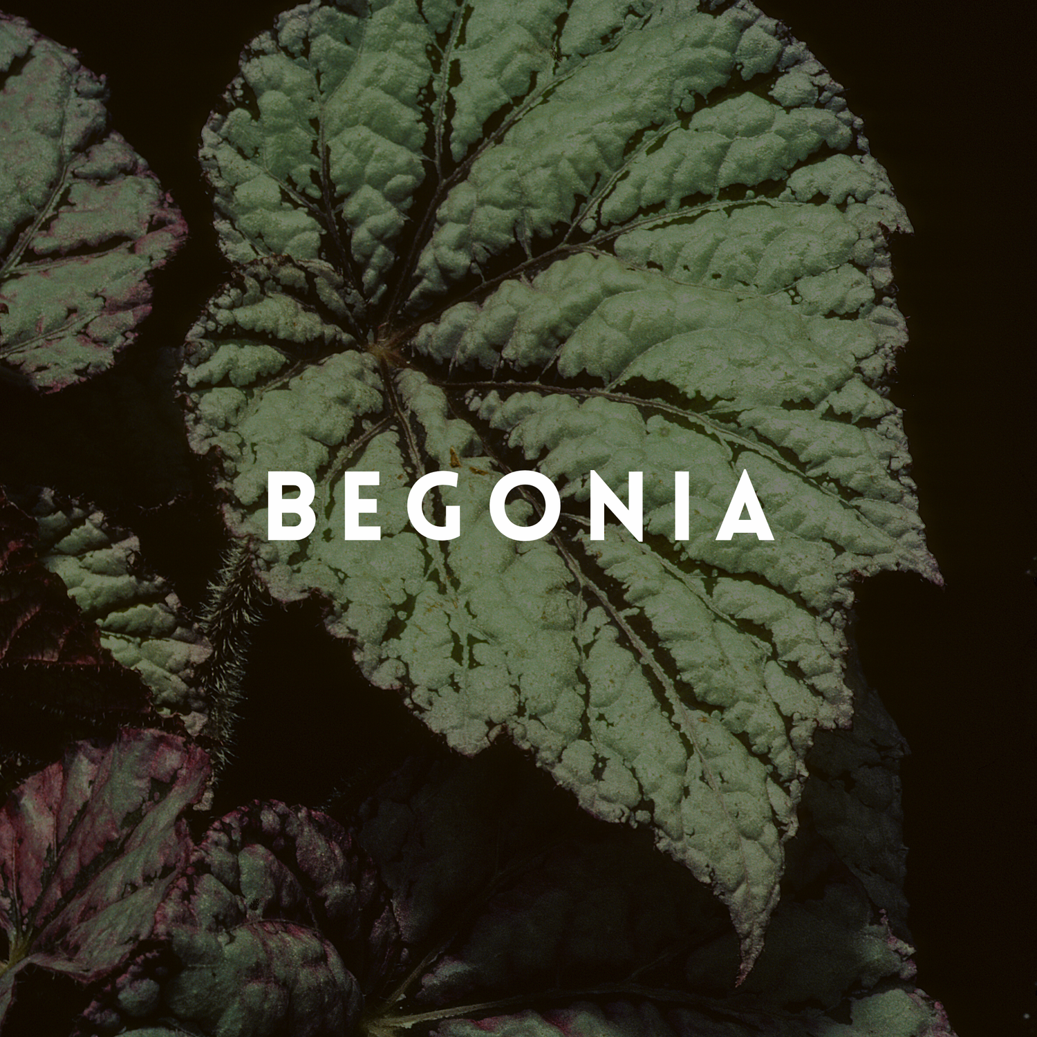 Begonia