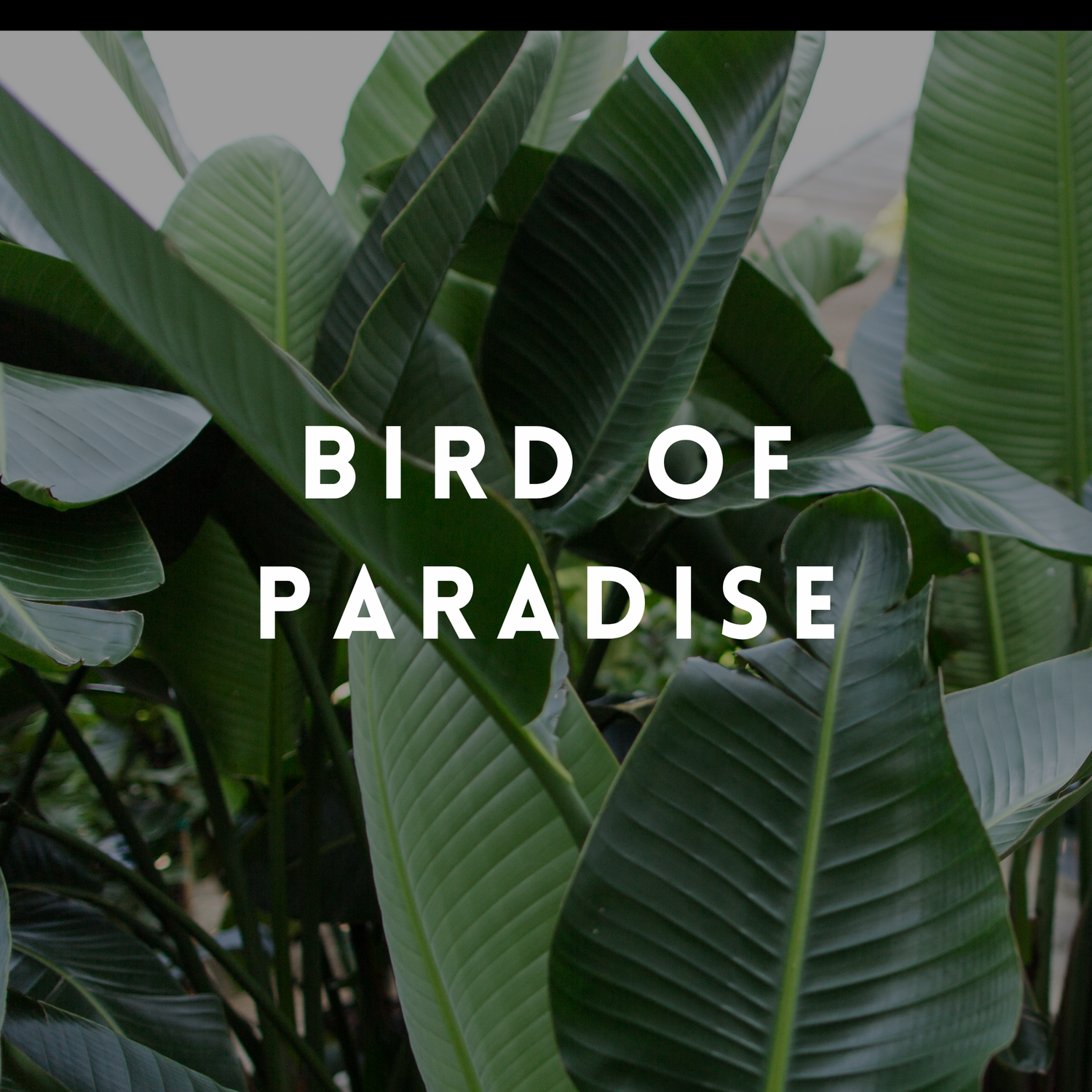 Bird of Paradise