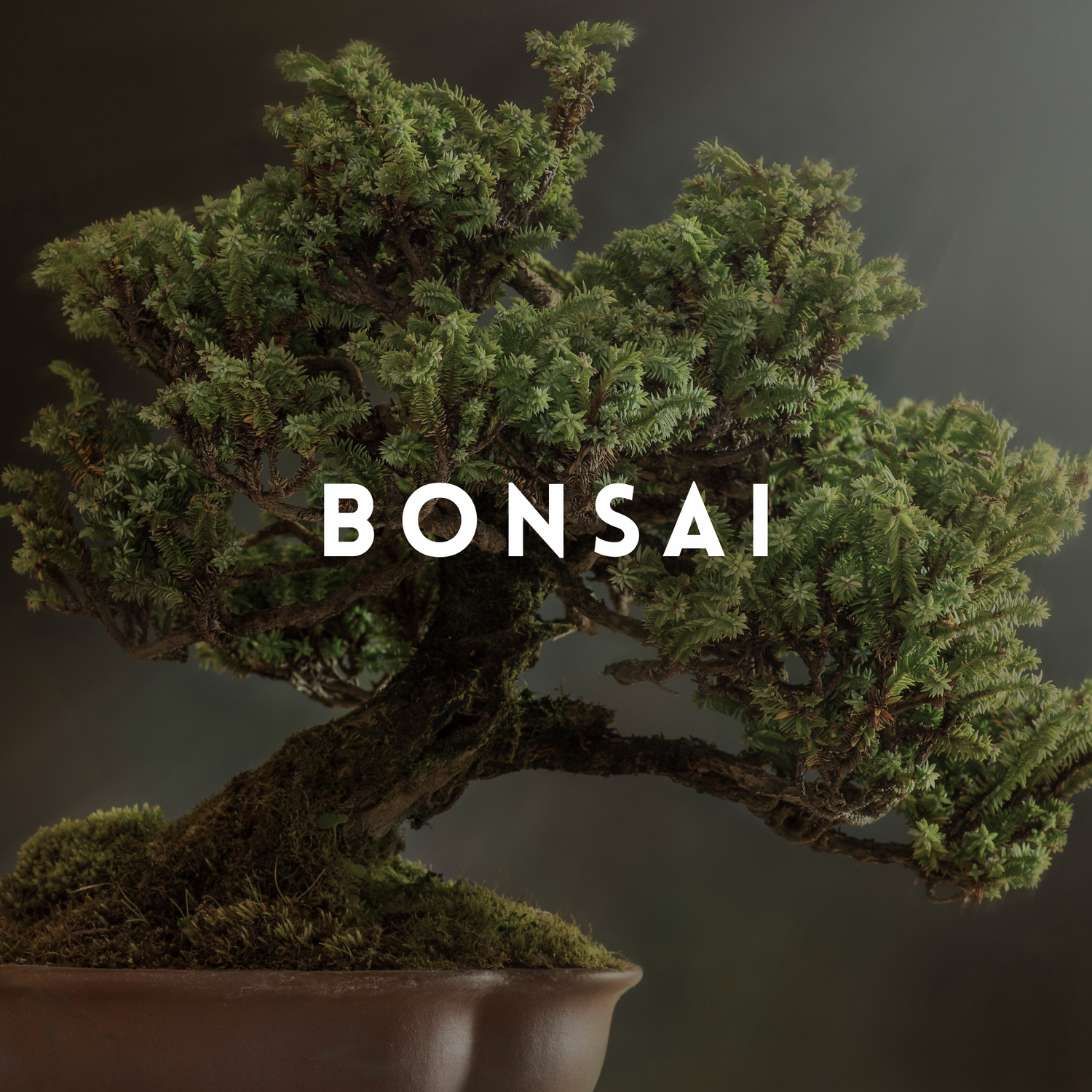 Bonsai