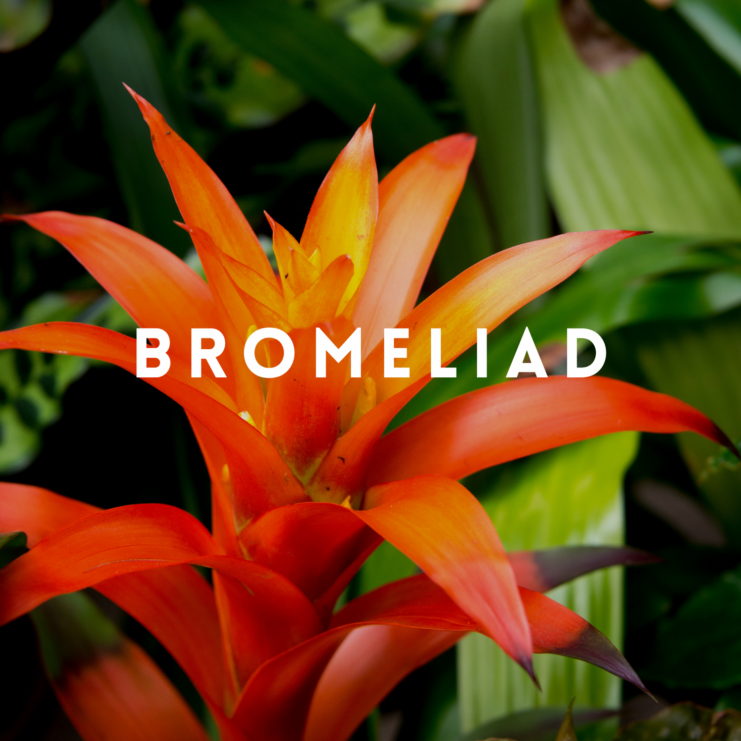 Bromeliad