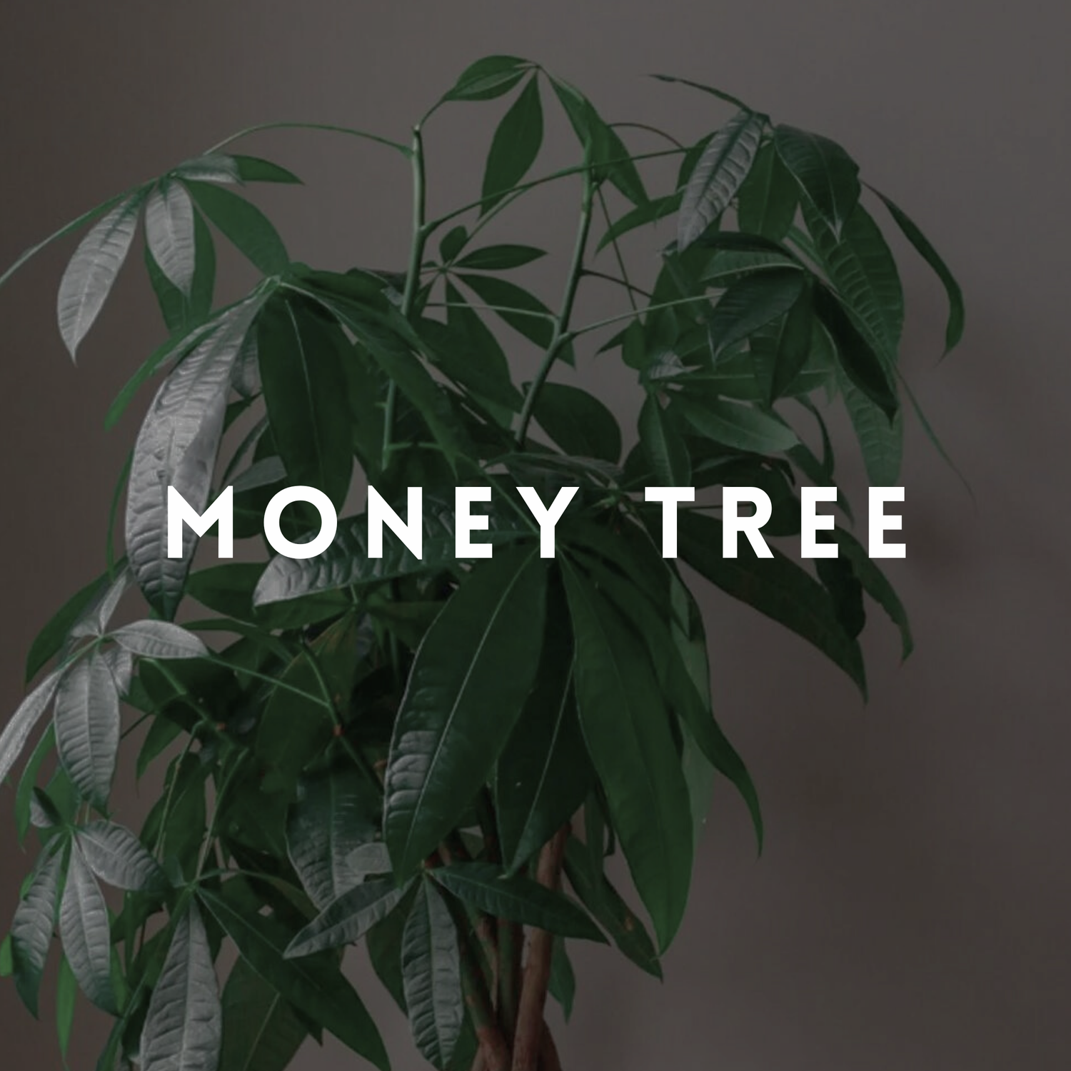 Money Tree