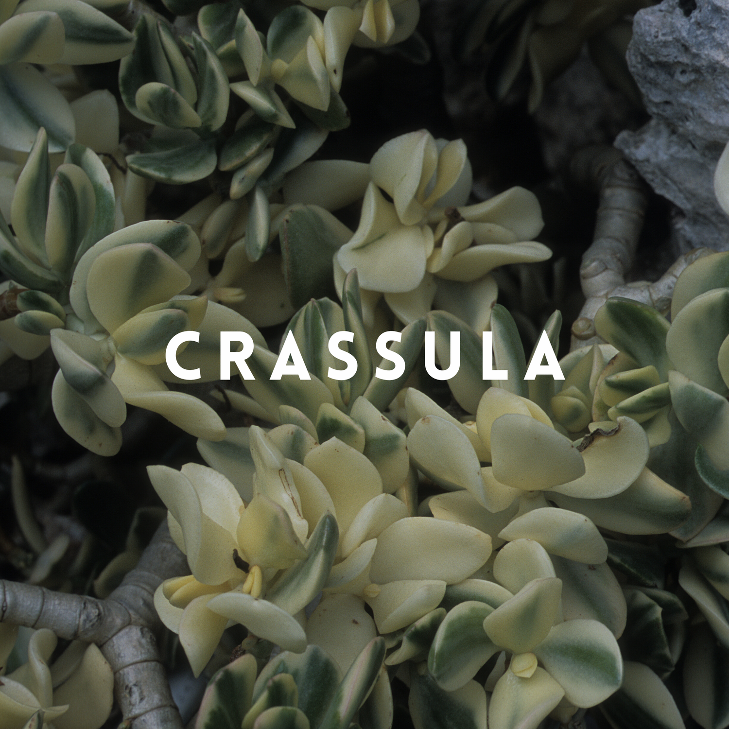 Crassula