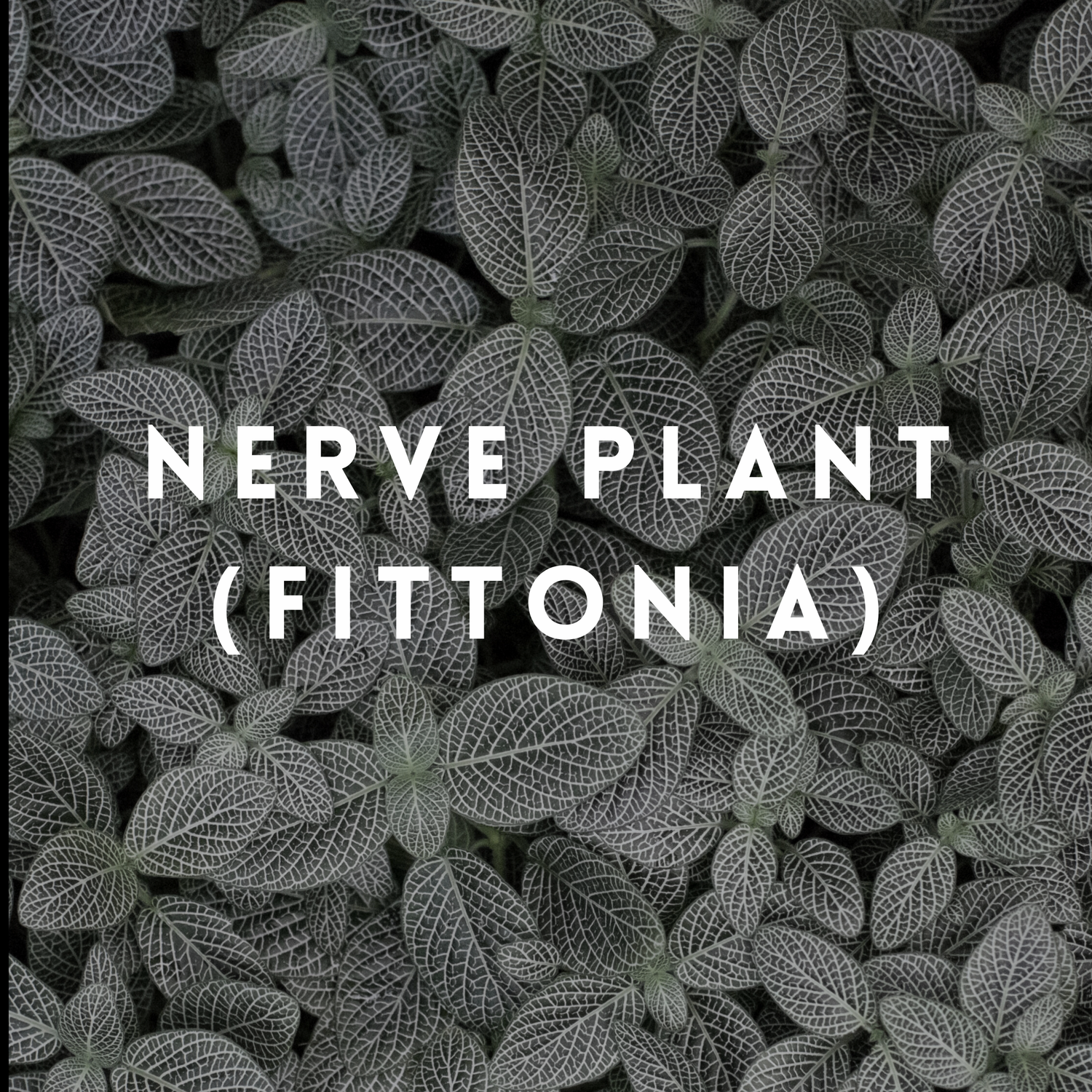 Nerve Plant