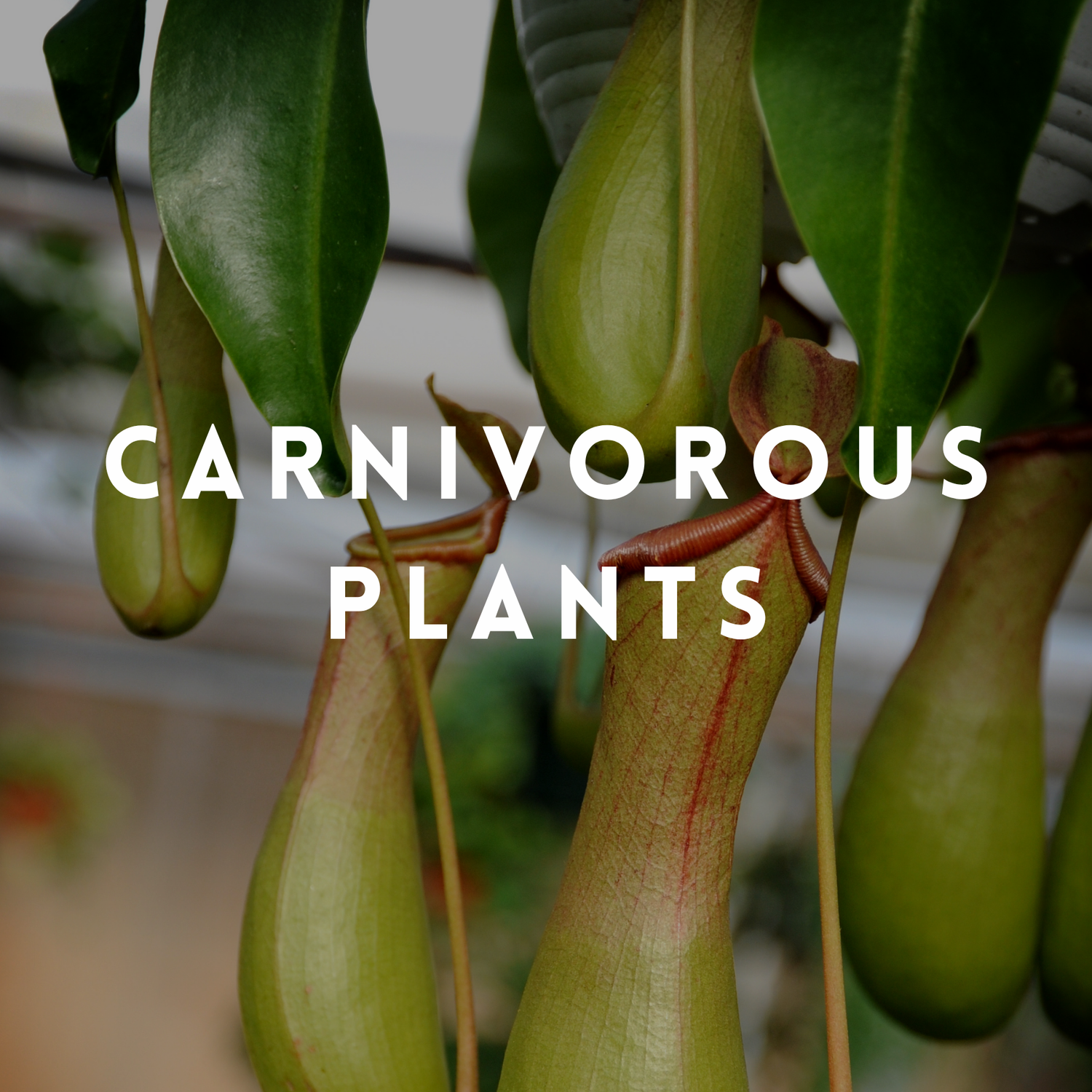 Carnivorous plants
