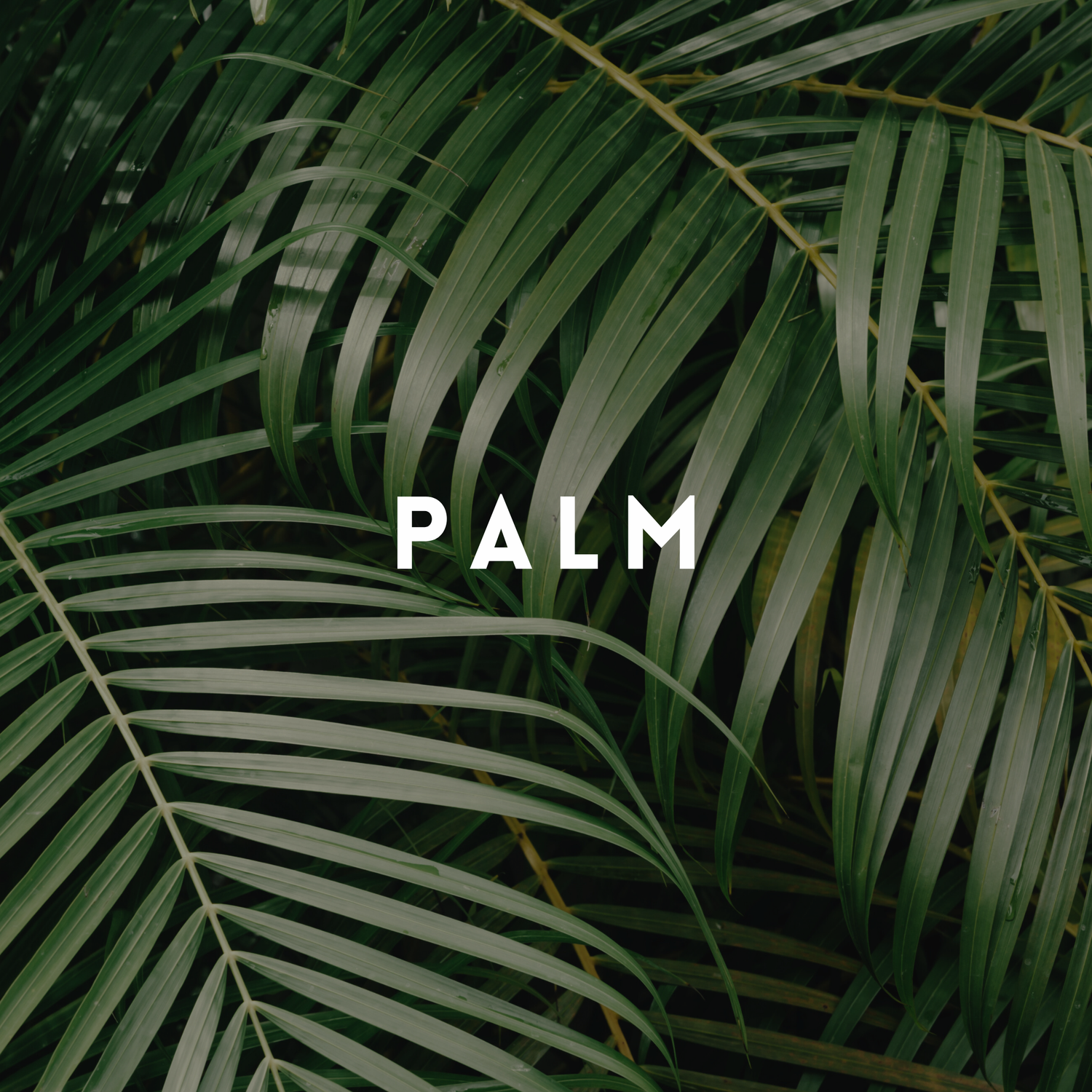 Palm
