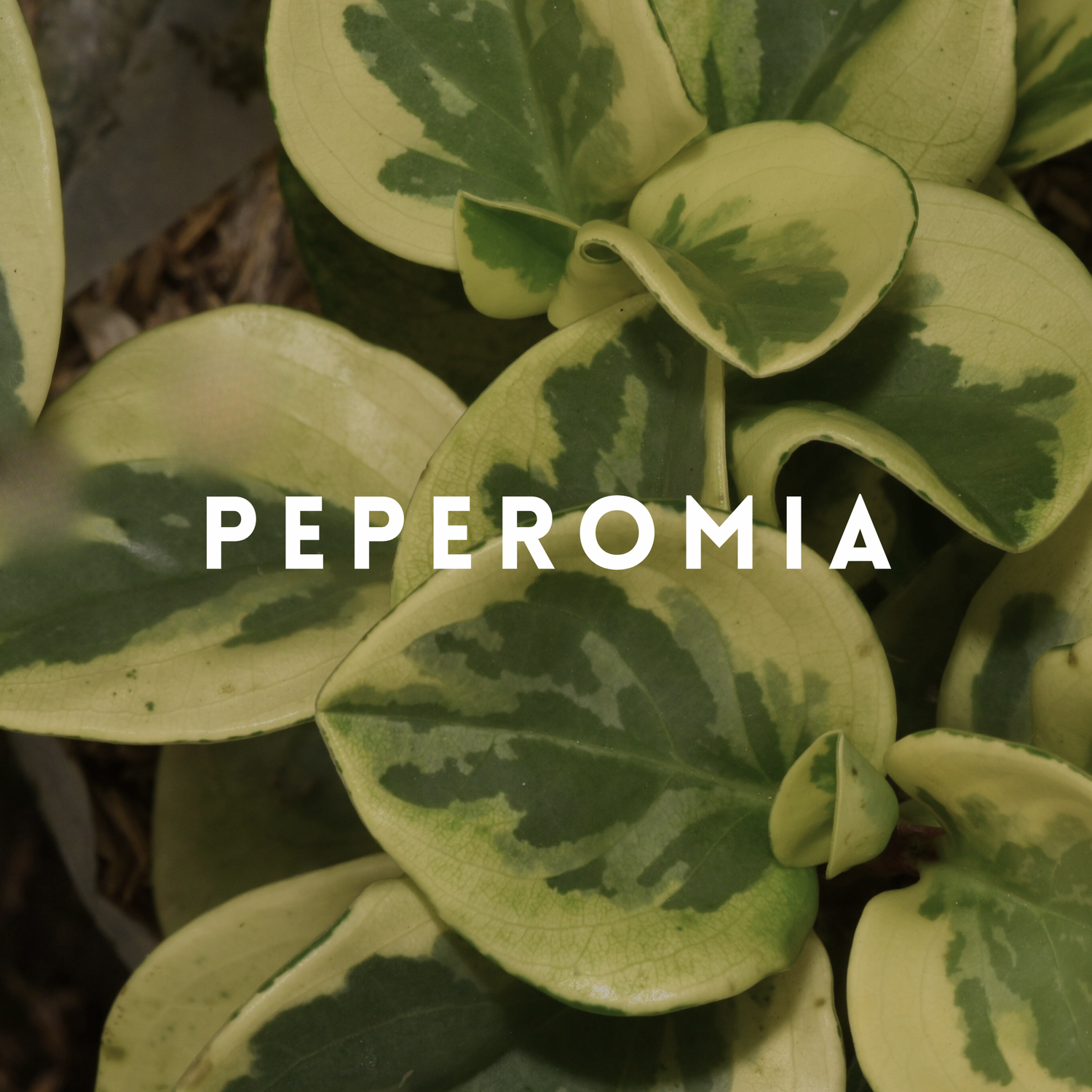 Peperomia