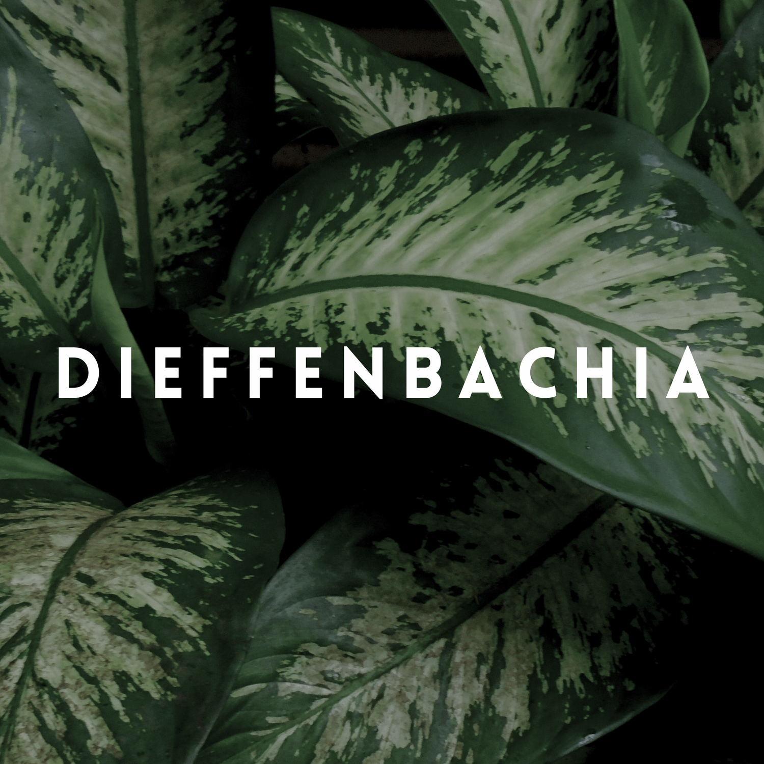 Dieffenbachia