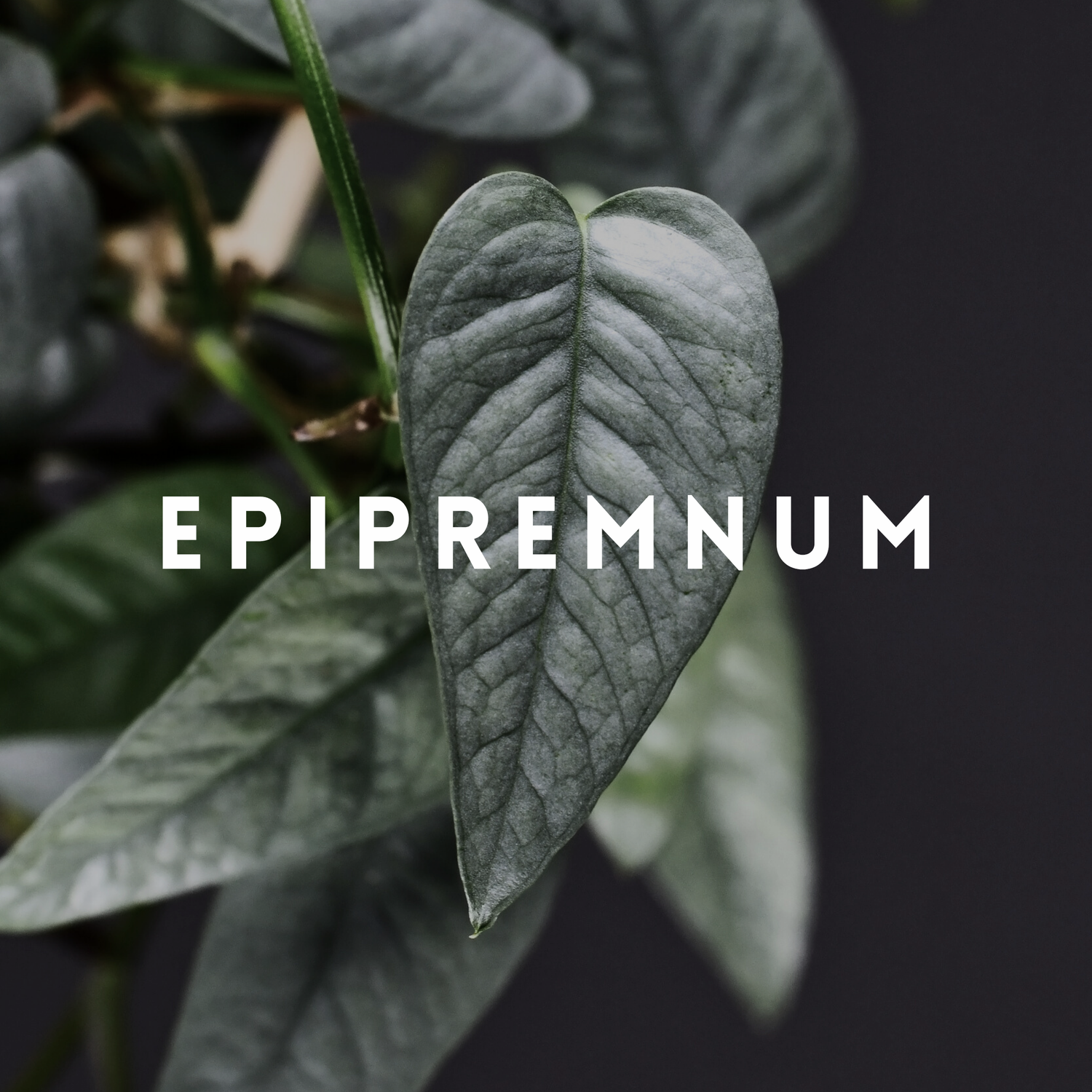 Epipremnum