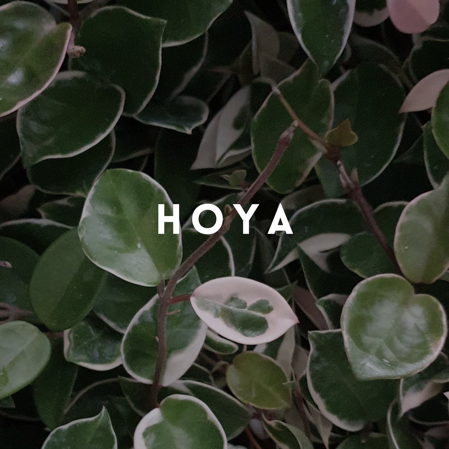 Hoya