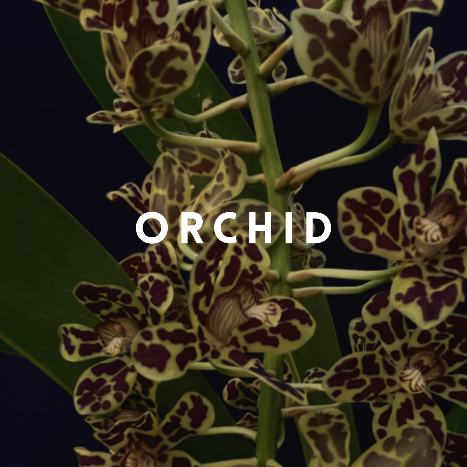 Orchid