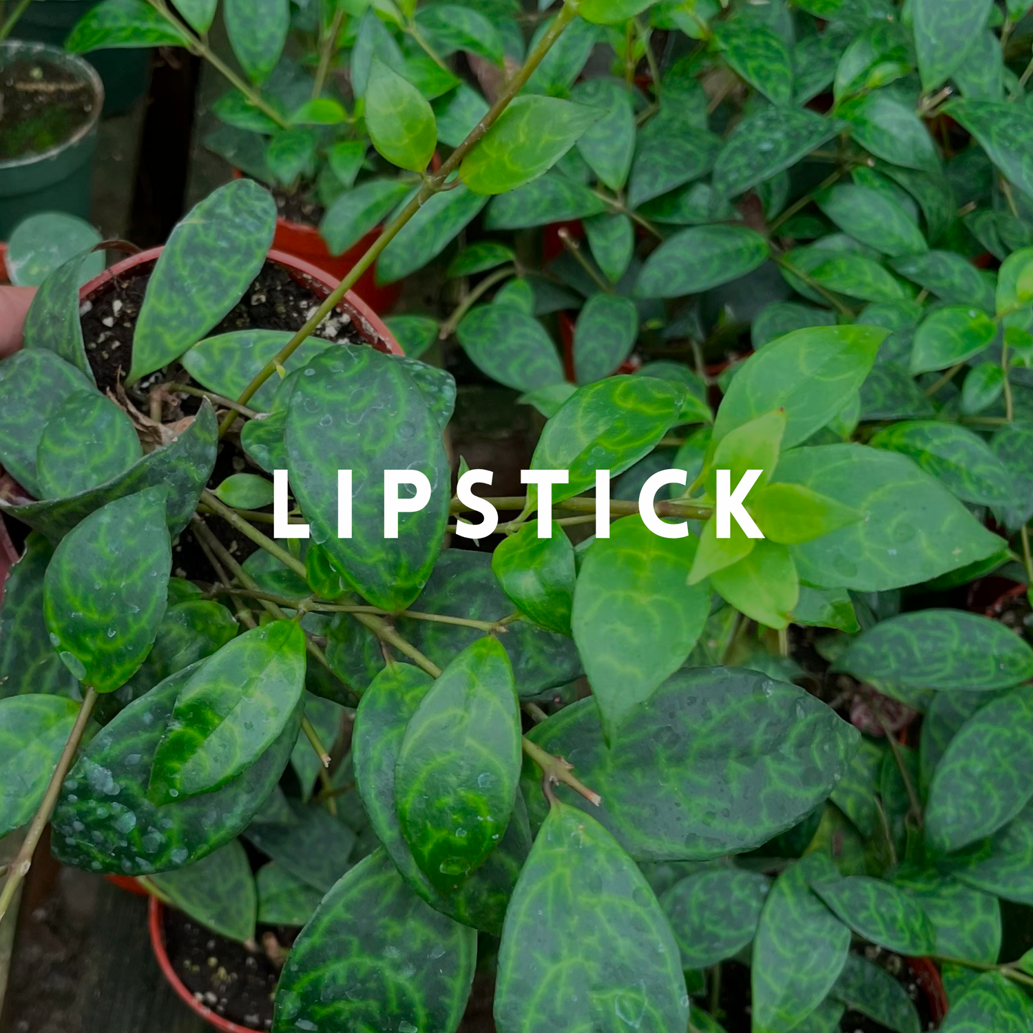 Lipstick