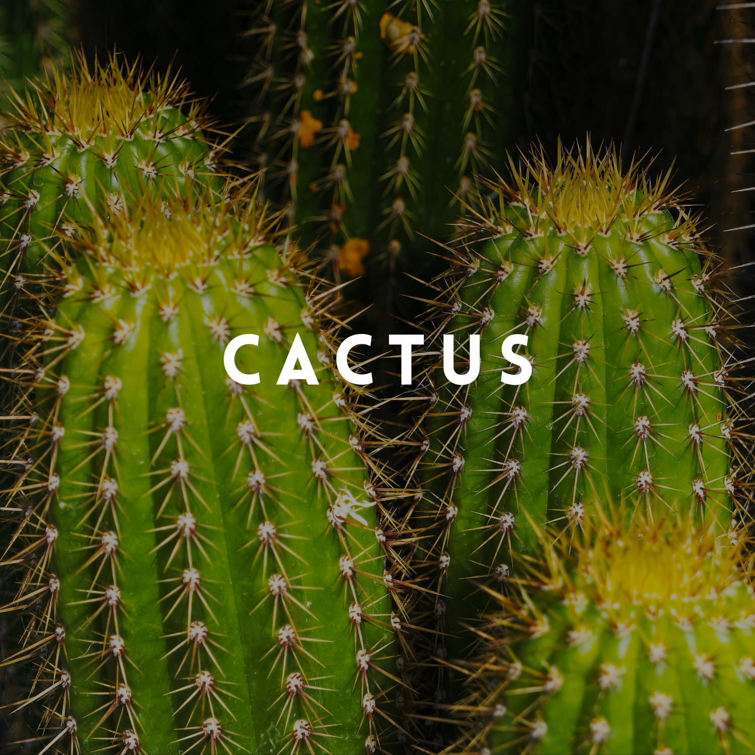 Cactus