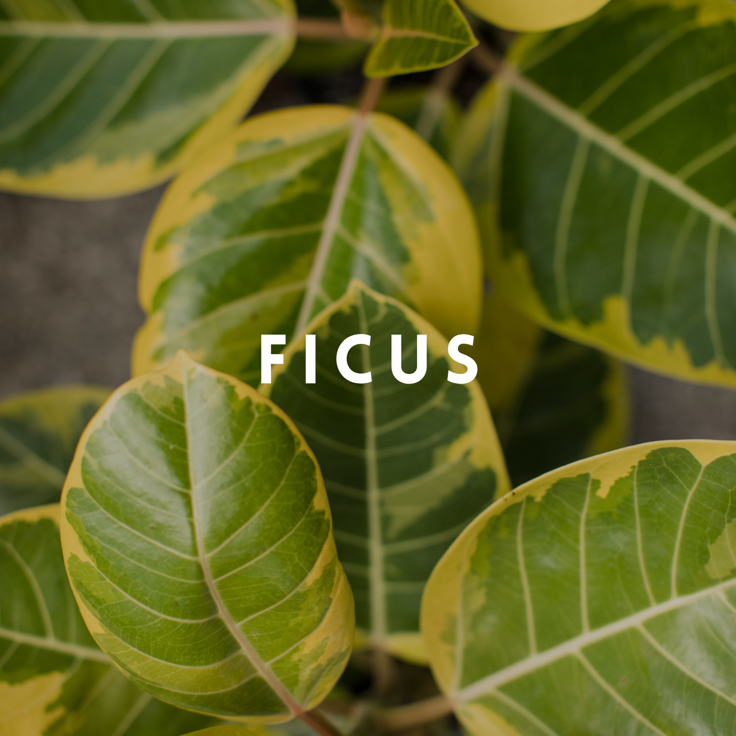 Ficus