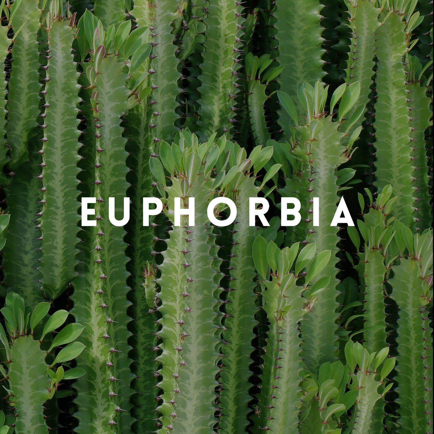 Euphorbia