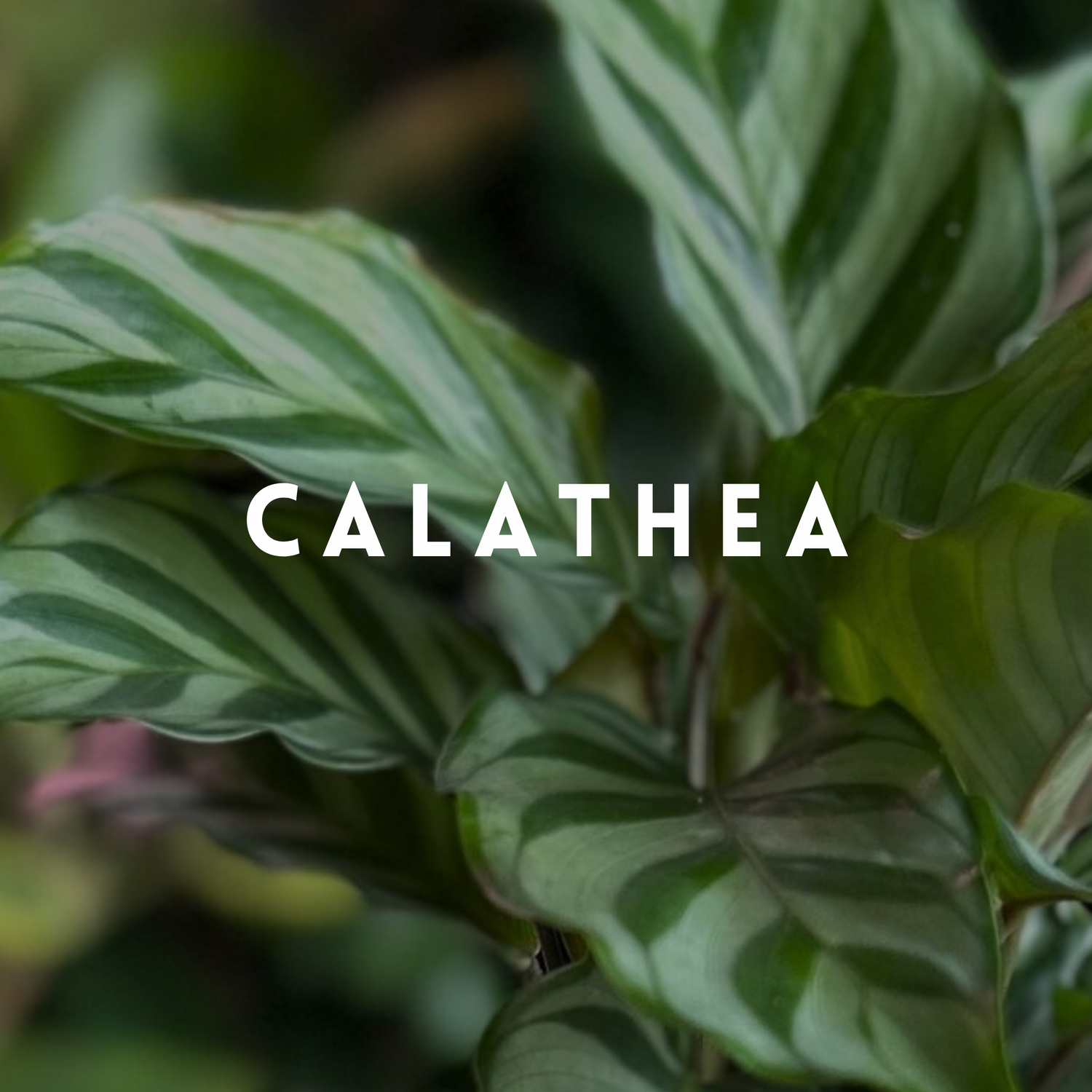 Calathea