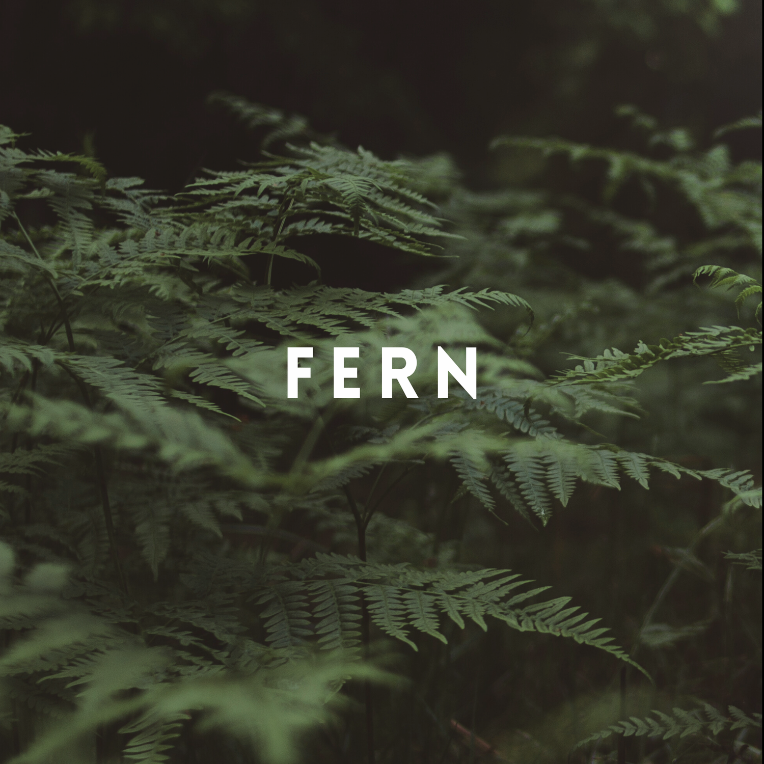 Fern