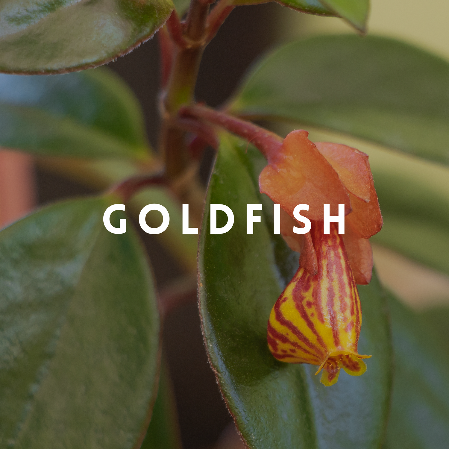 Goldfish