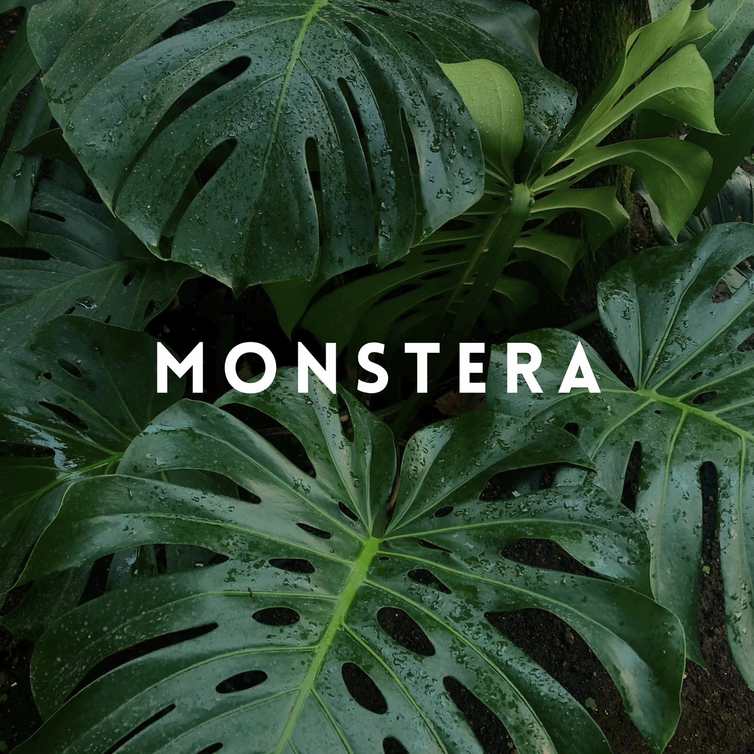 Monstera