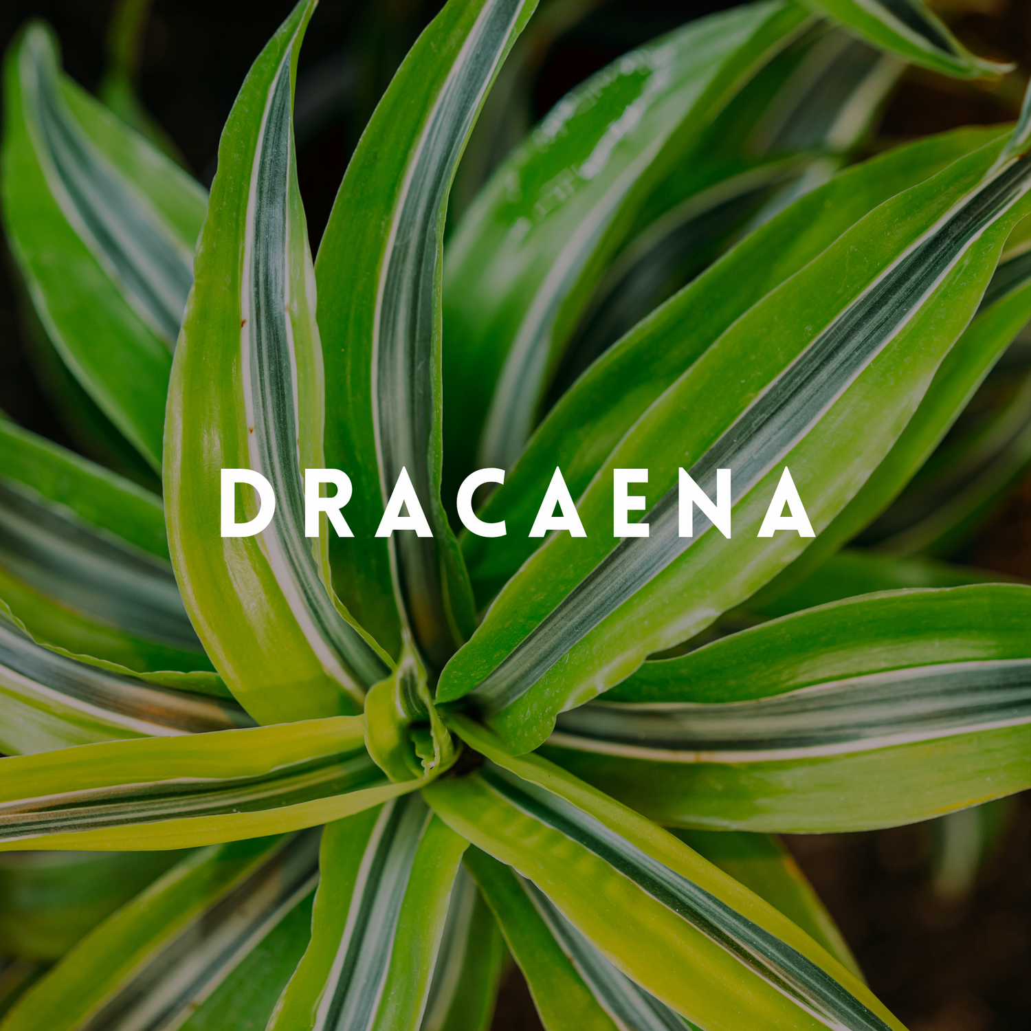 Dracaena