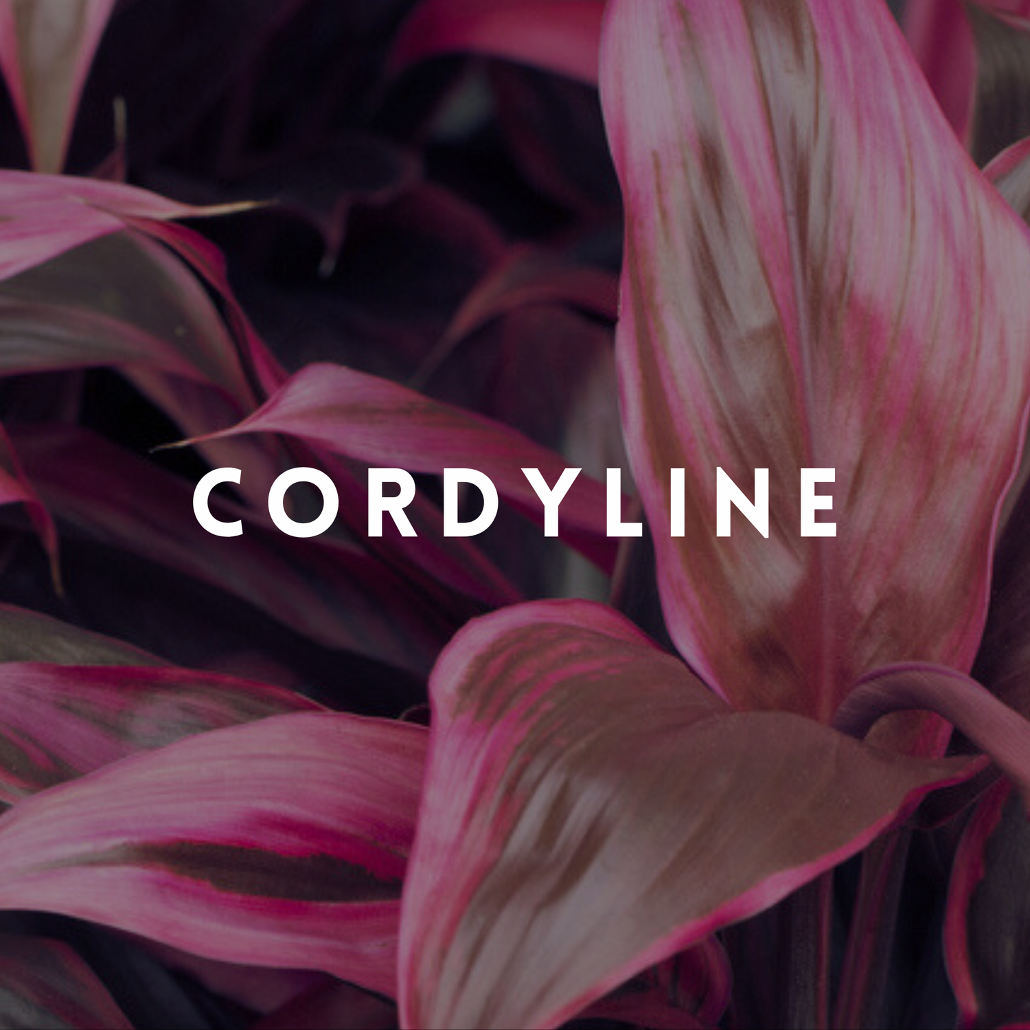 Cordyline