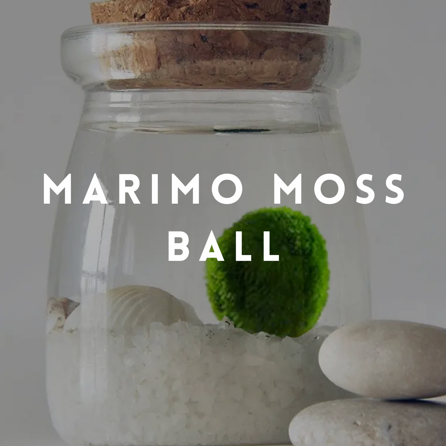 Marimo Moss Ball