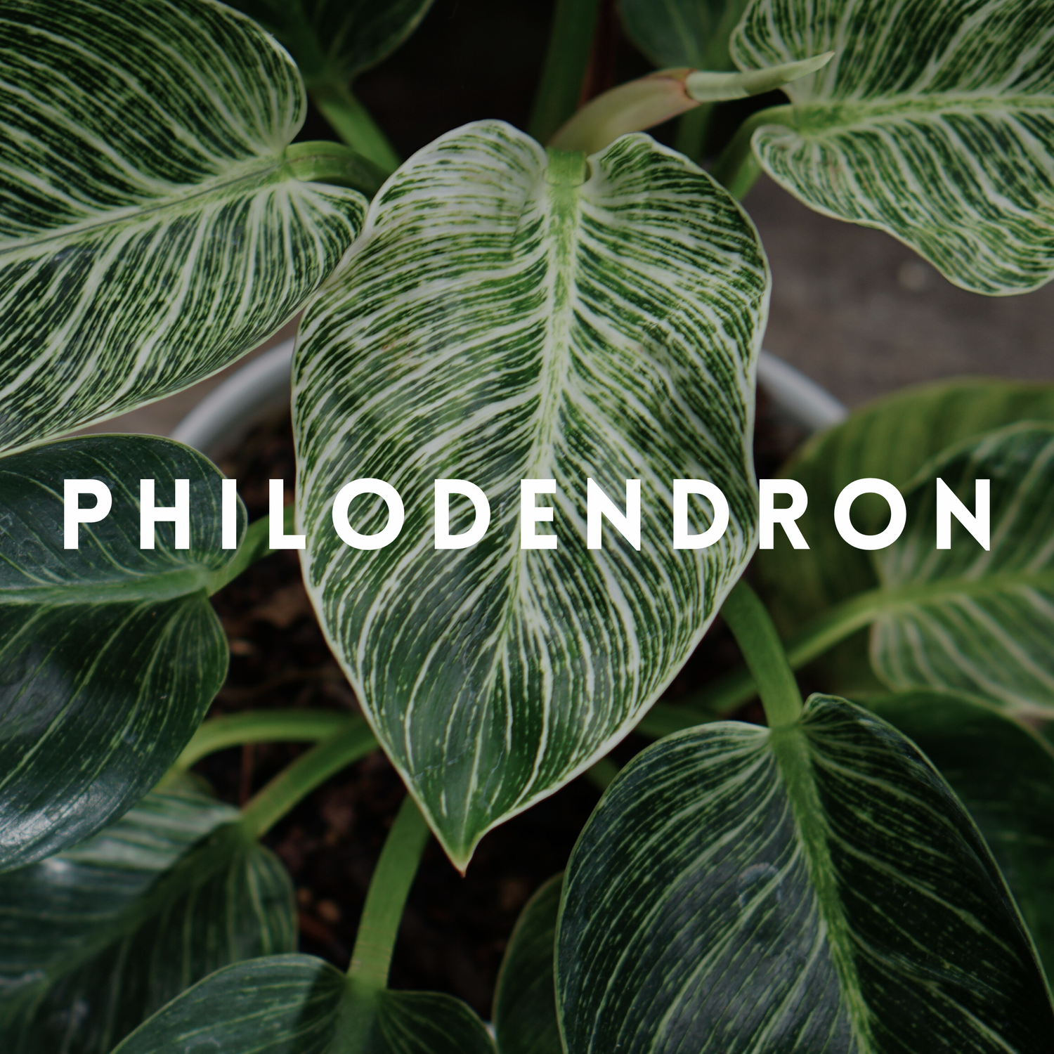 Philodendron