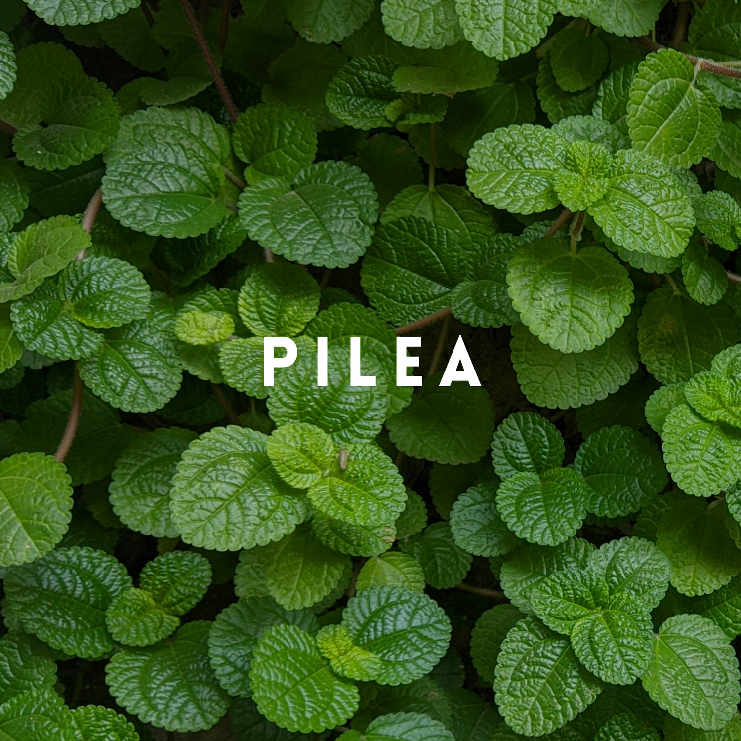 Pilea