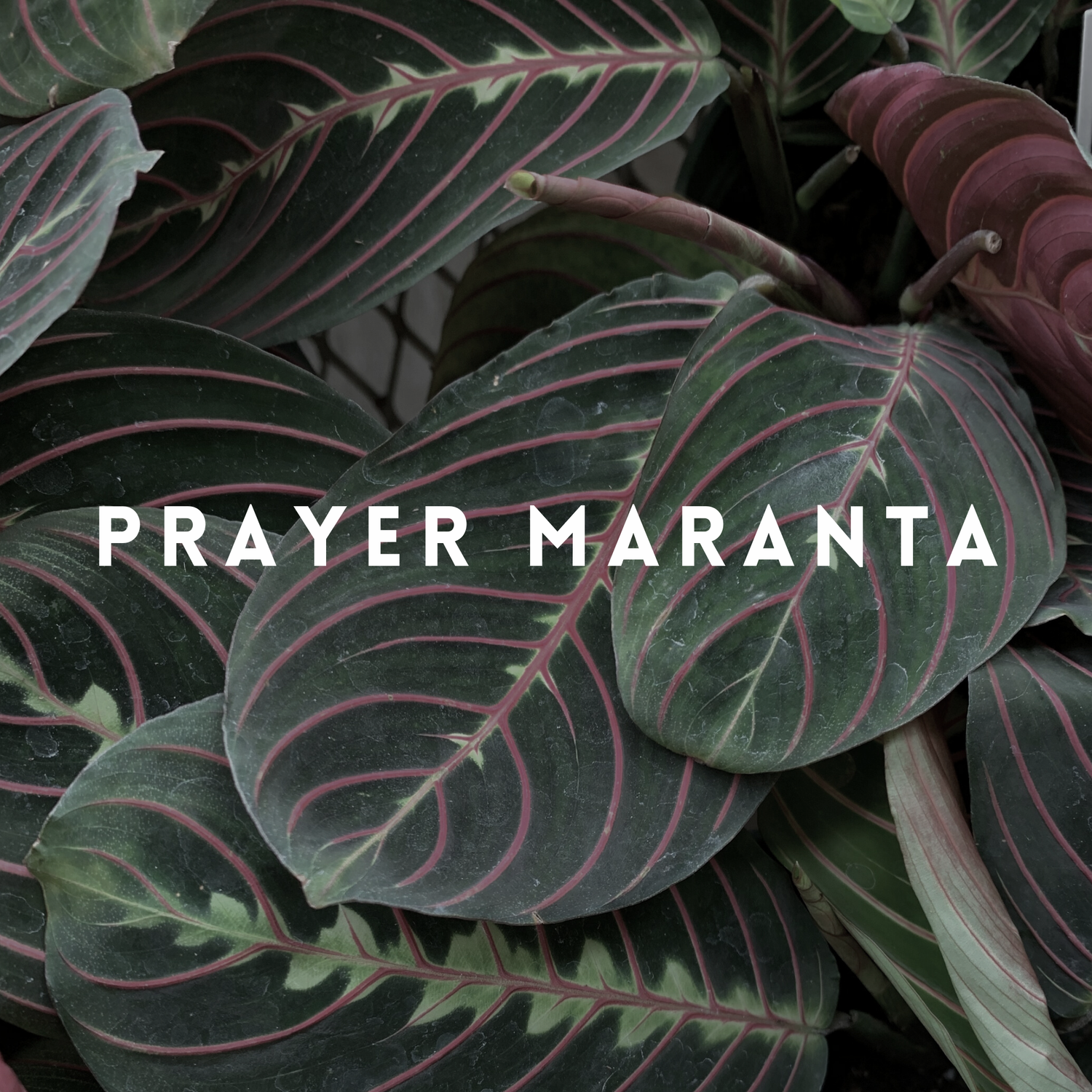 Prayer Maranta