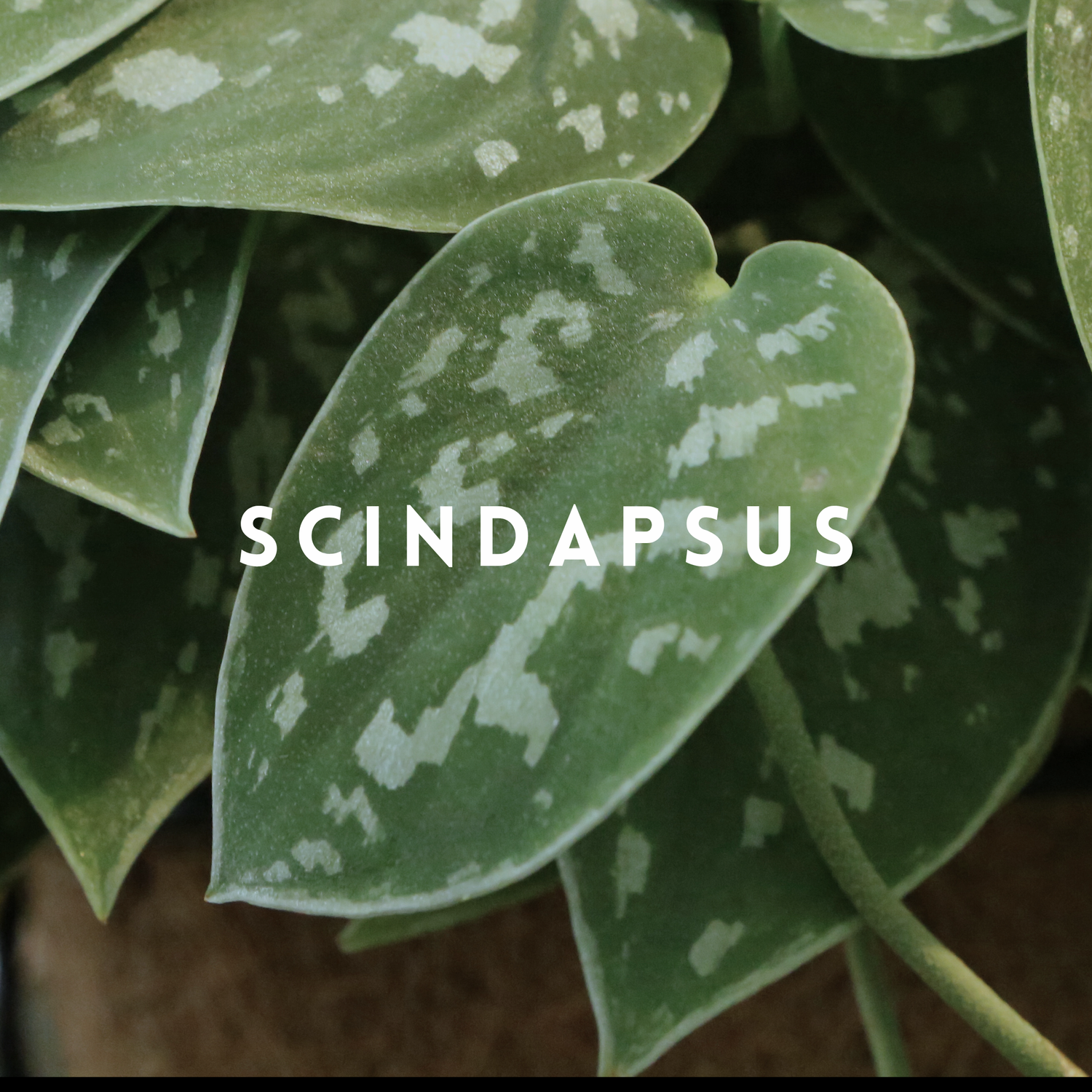Scindapsus