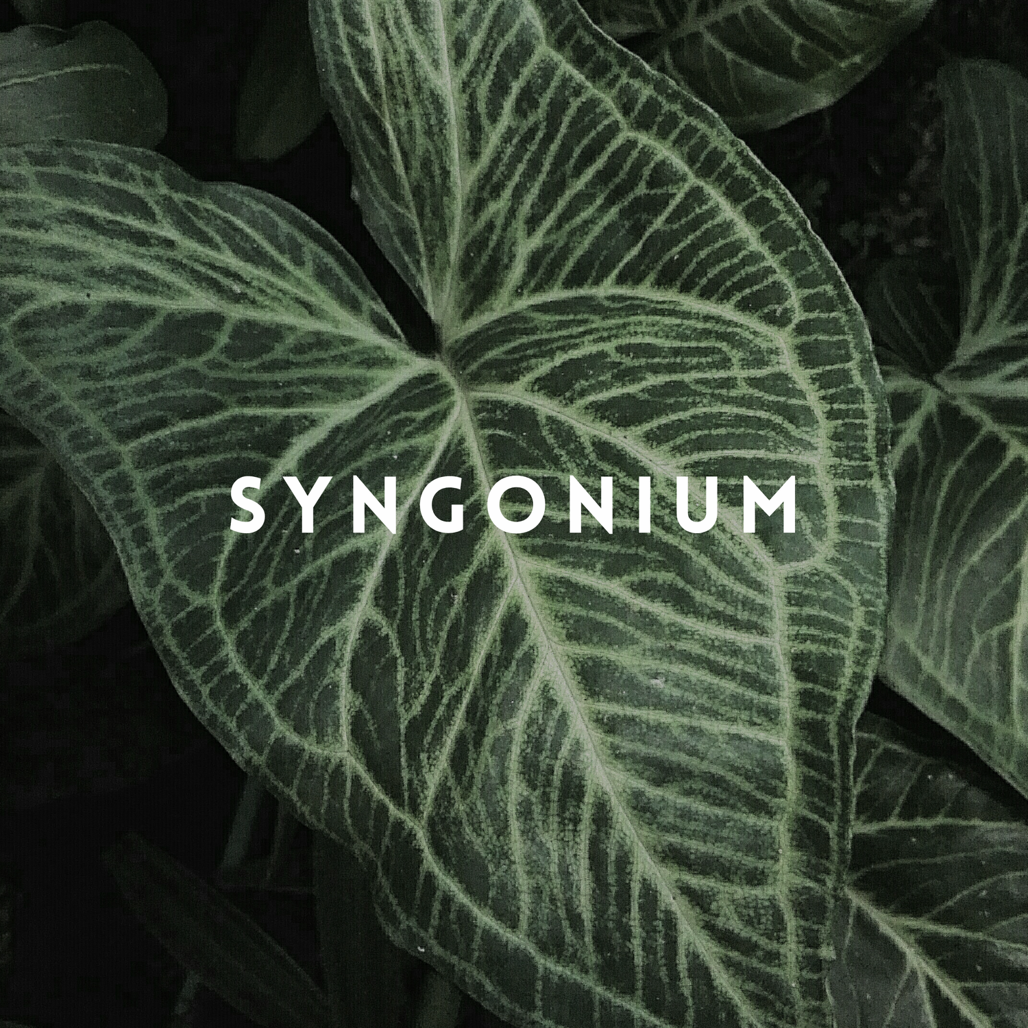 Syngonium