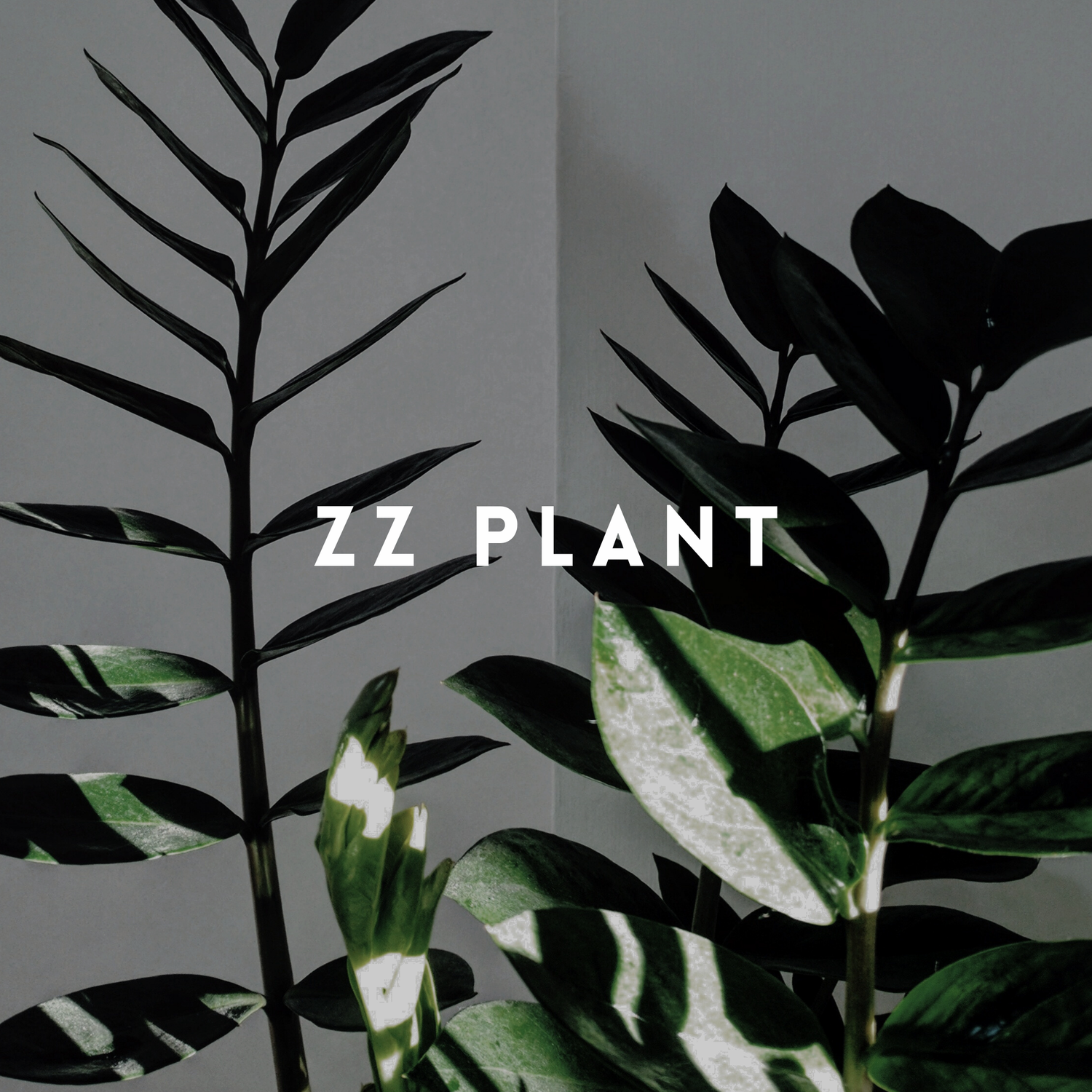 ZZ Plant