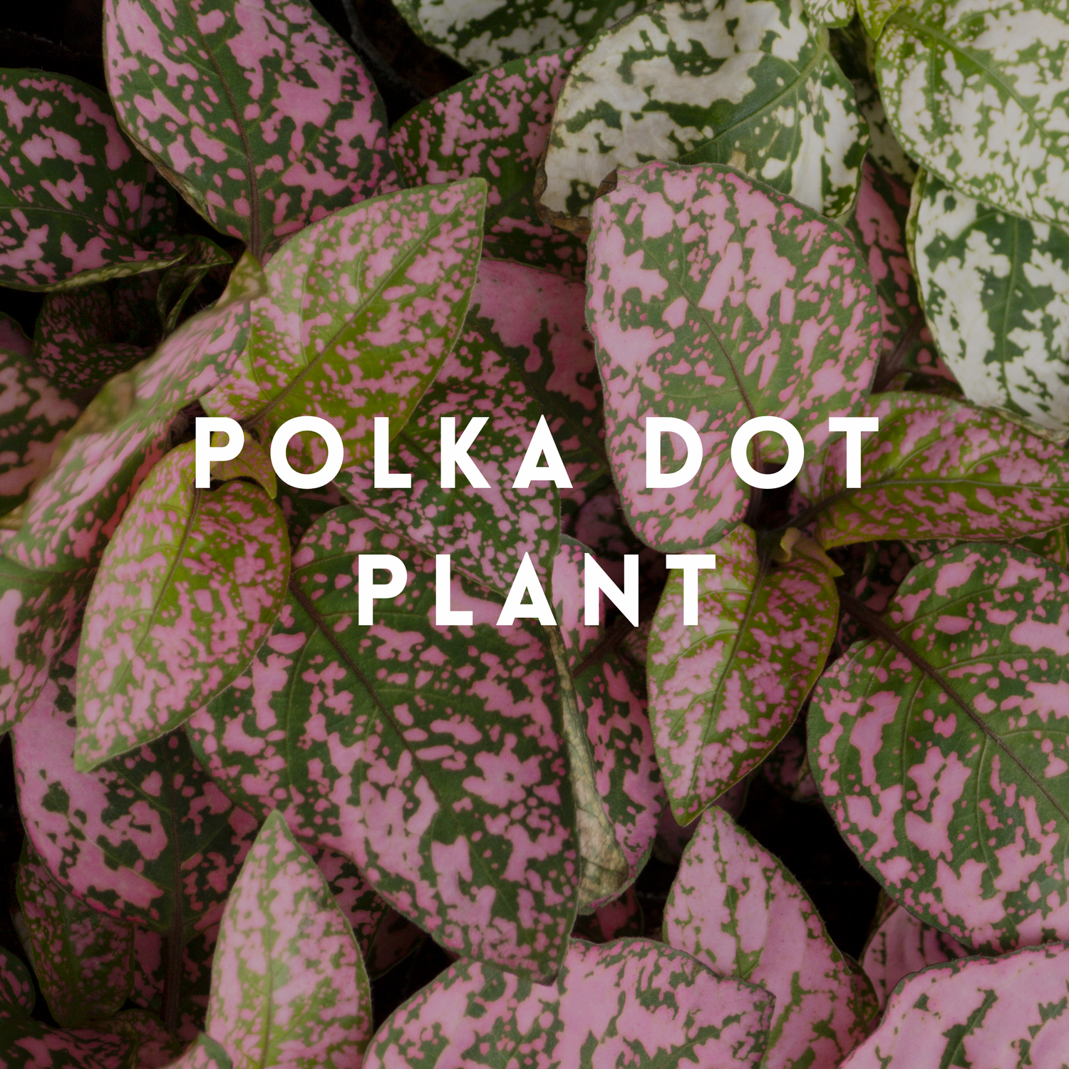 Polka Dot Plant
