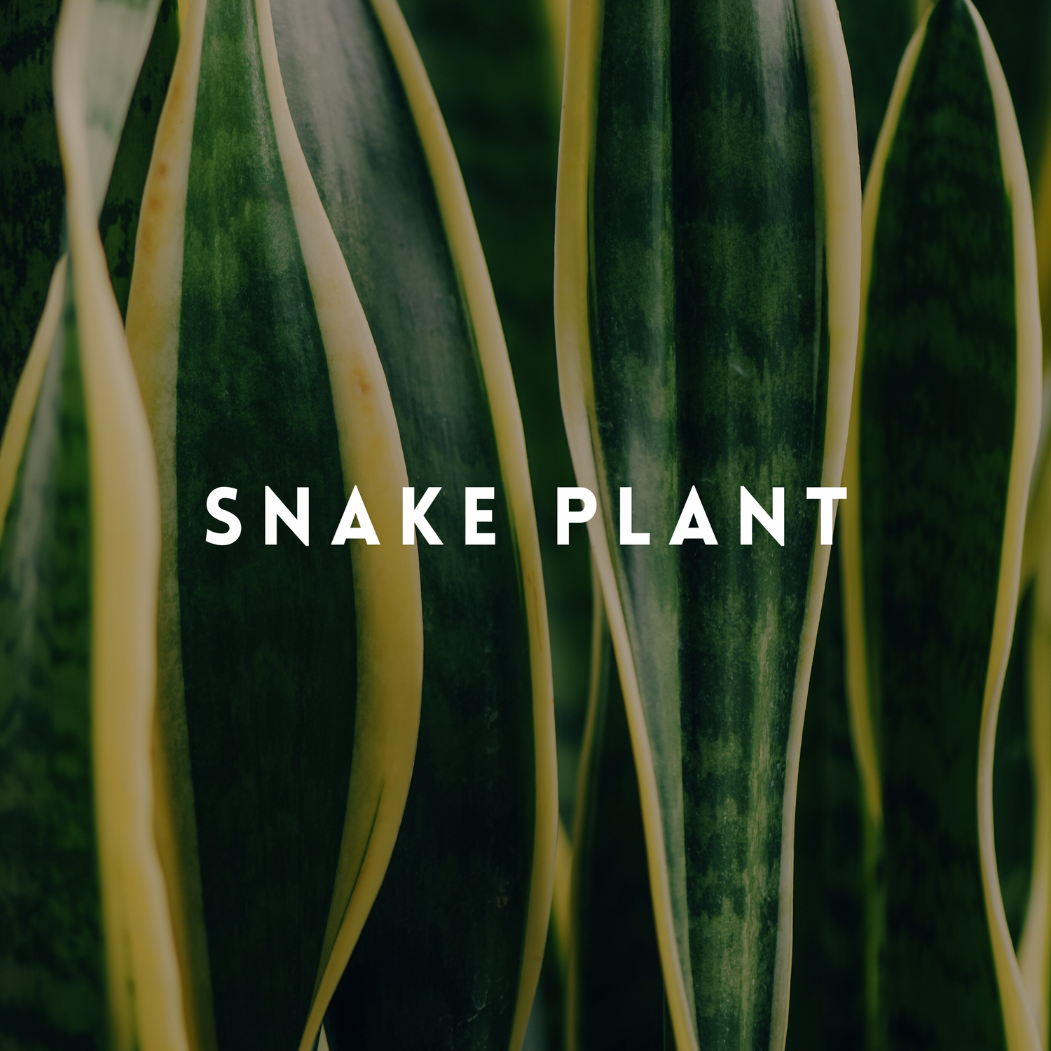 Snake Plant