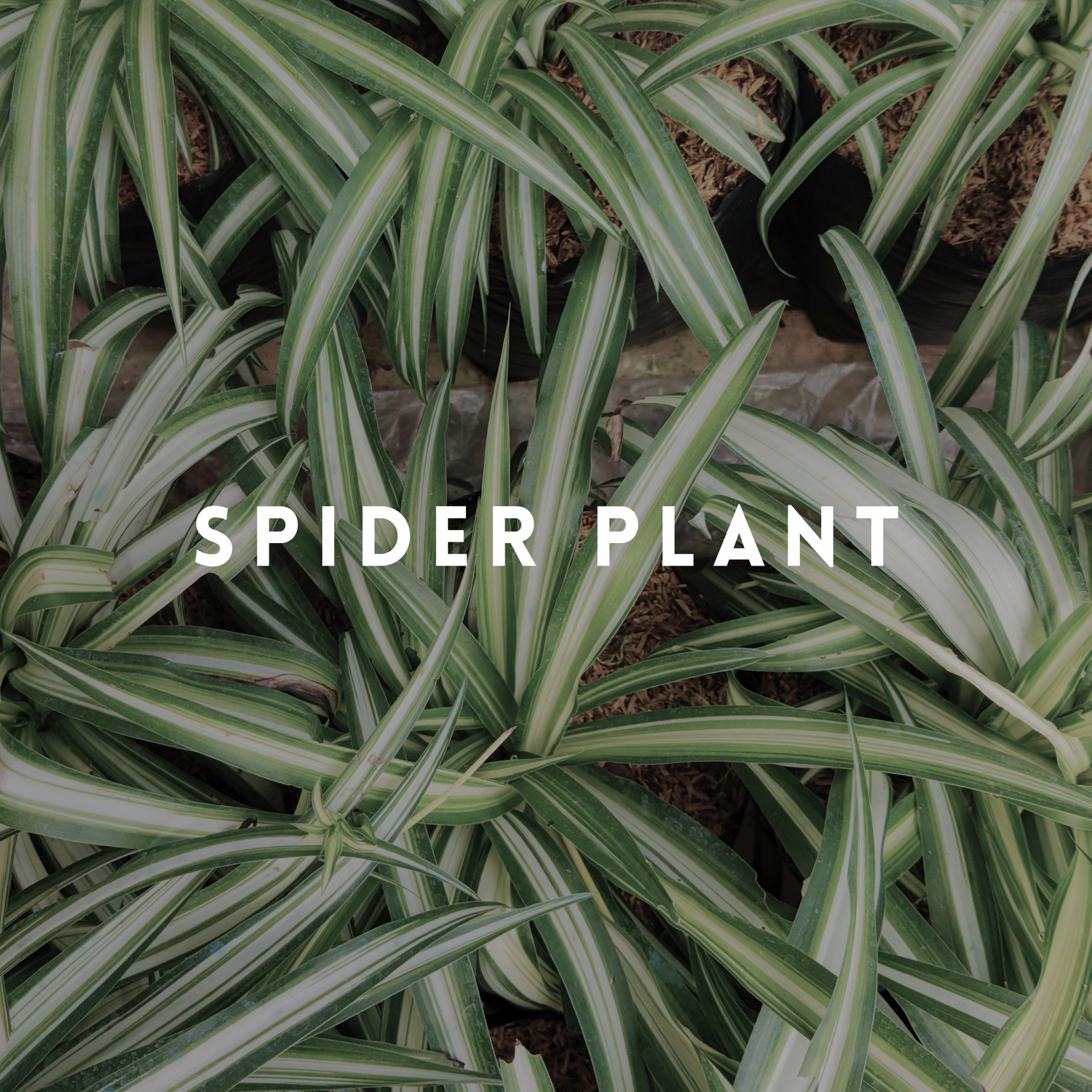 Spider Plant