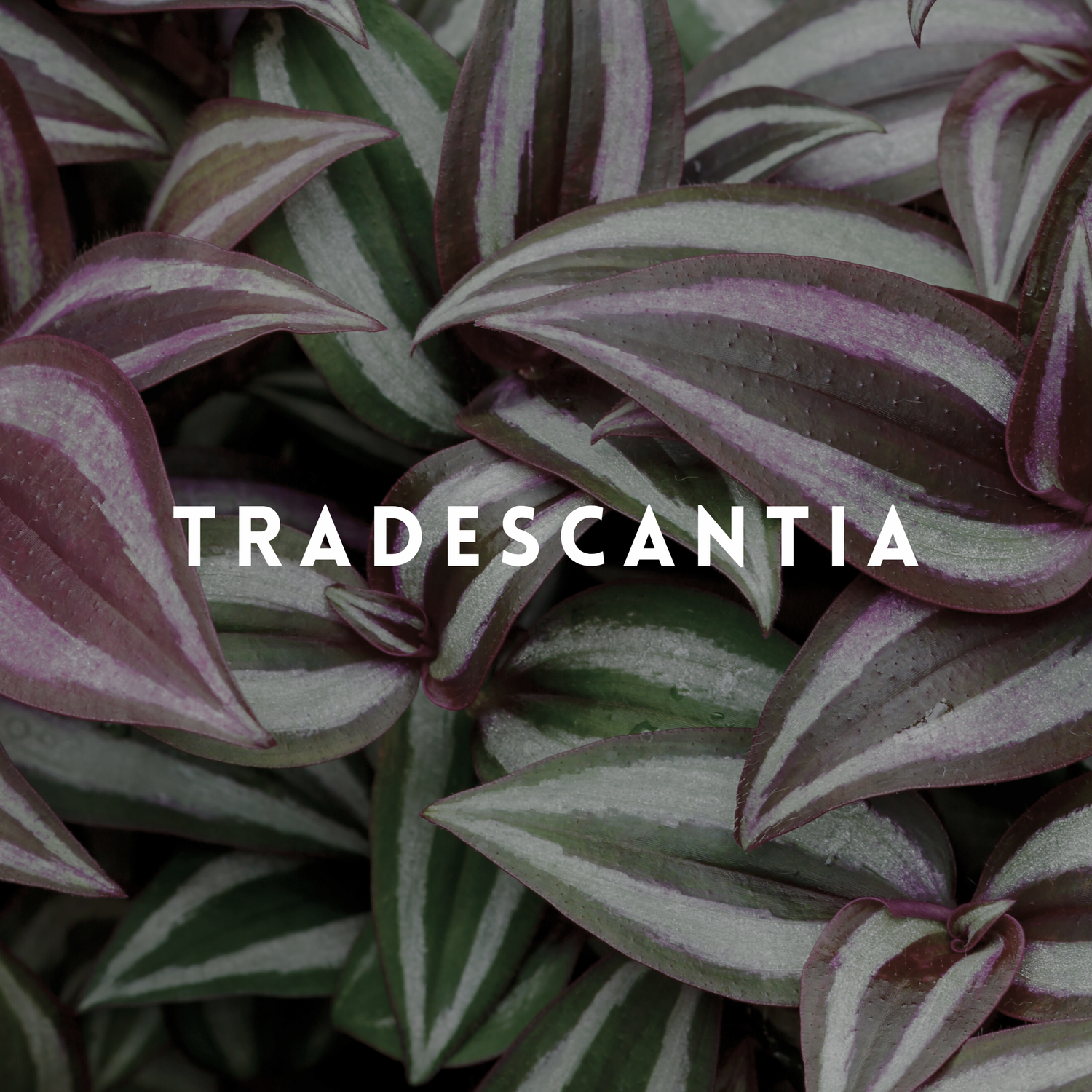 Tradescantia