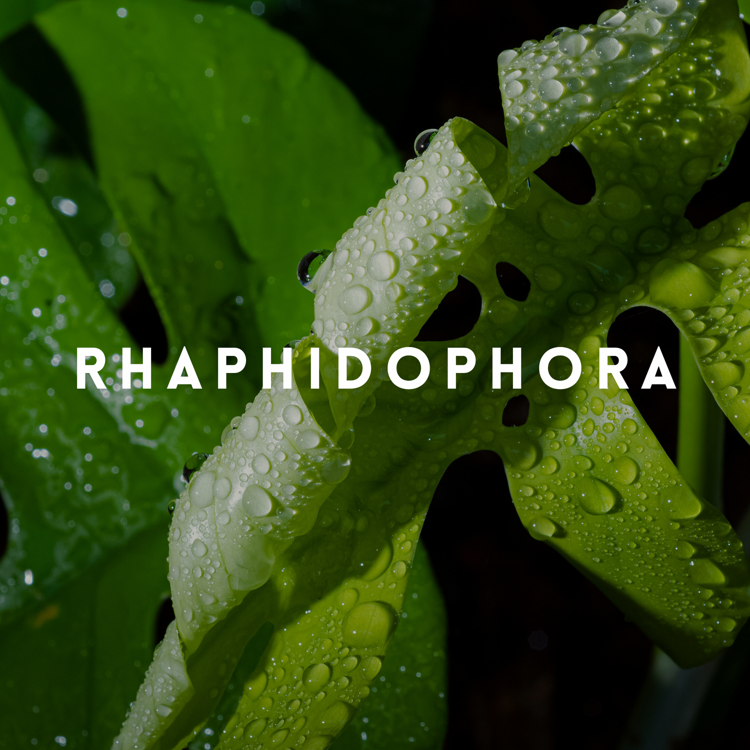 Rhaphidophora