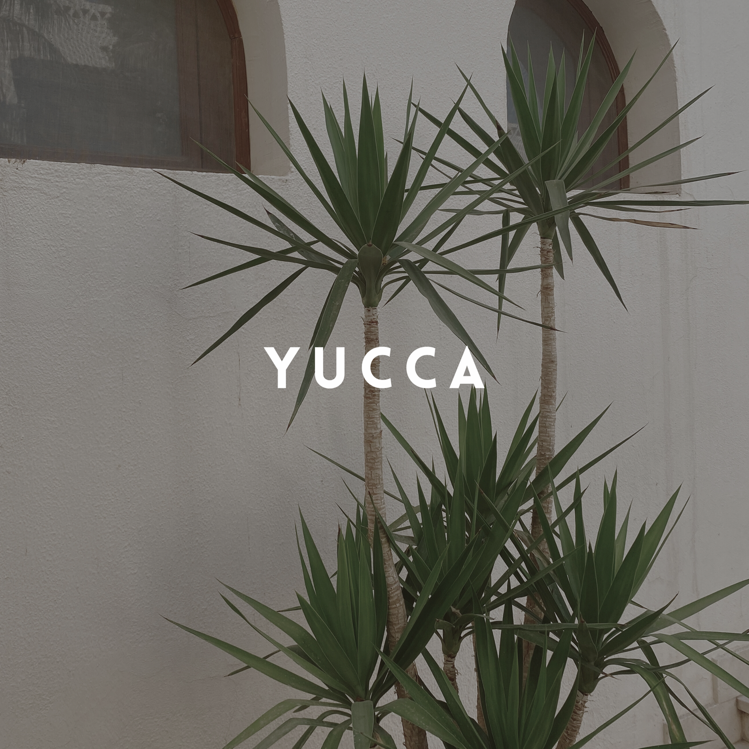 Yucca