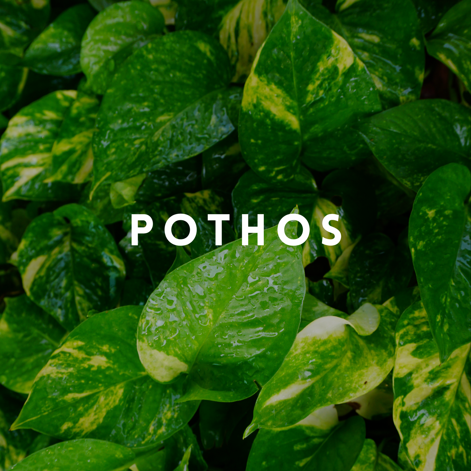 Pothos