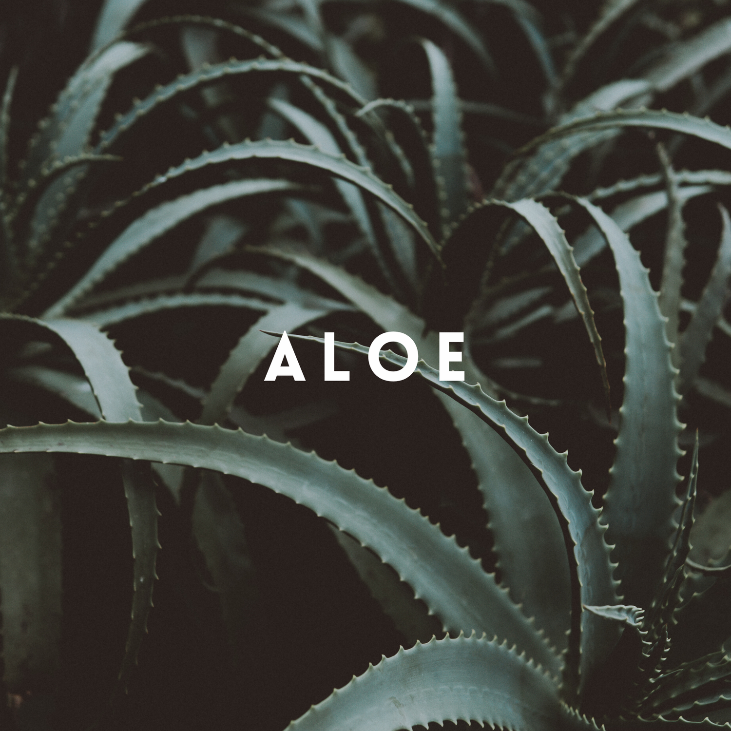 Aloe
