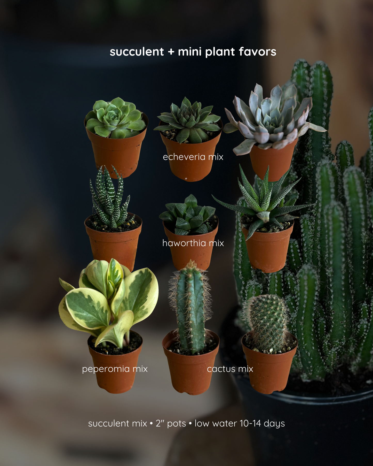 succulent & mini plant favors - bulk