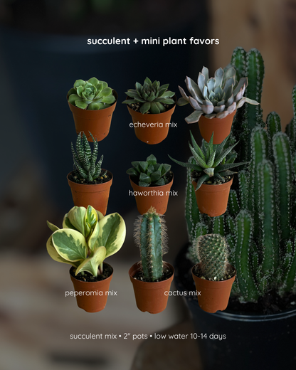 succulent & mini plant favors - bulk