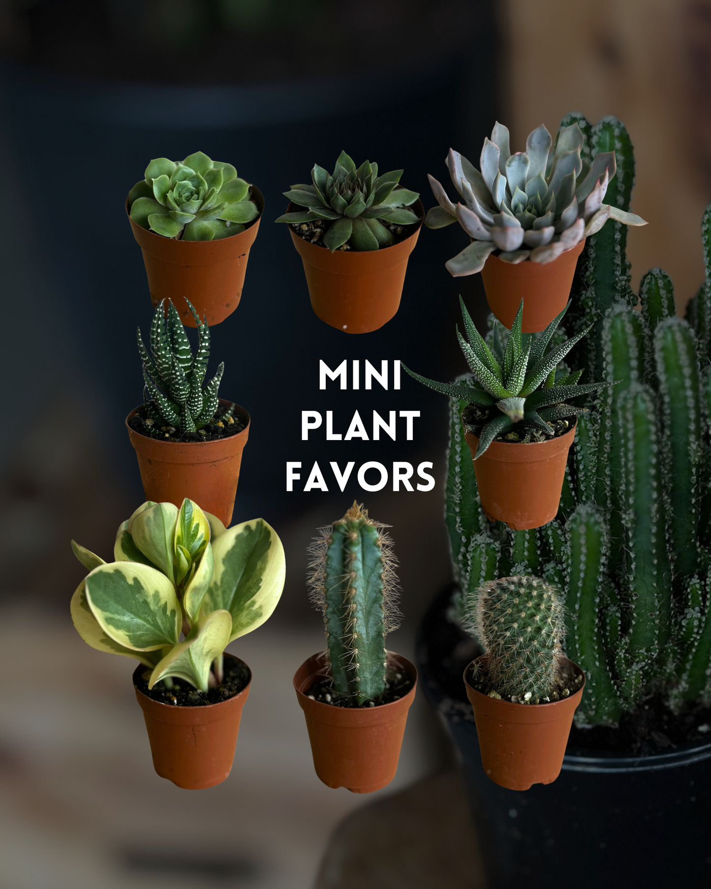 succulent & mini plant favors - bulk