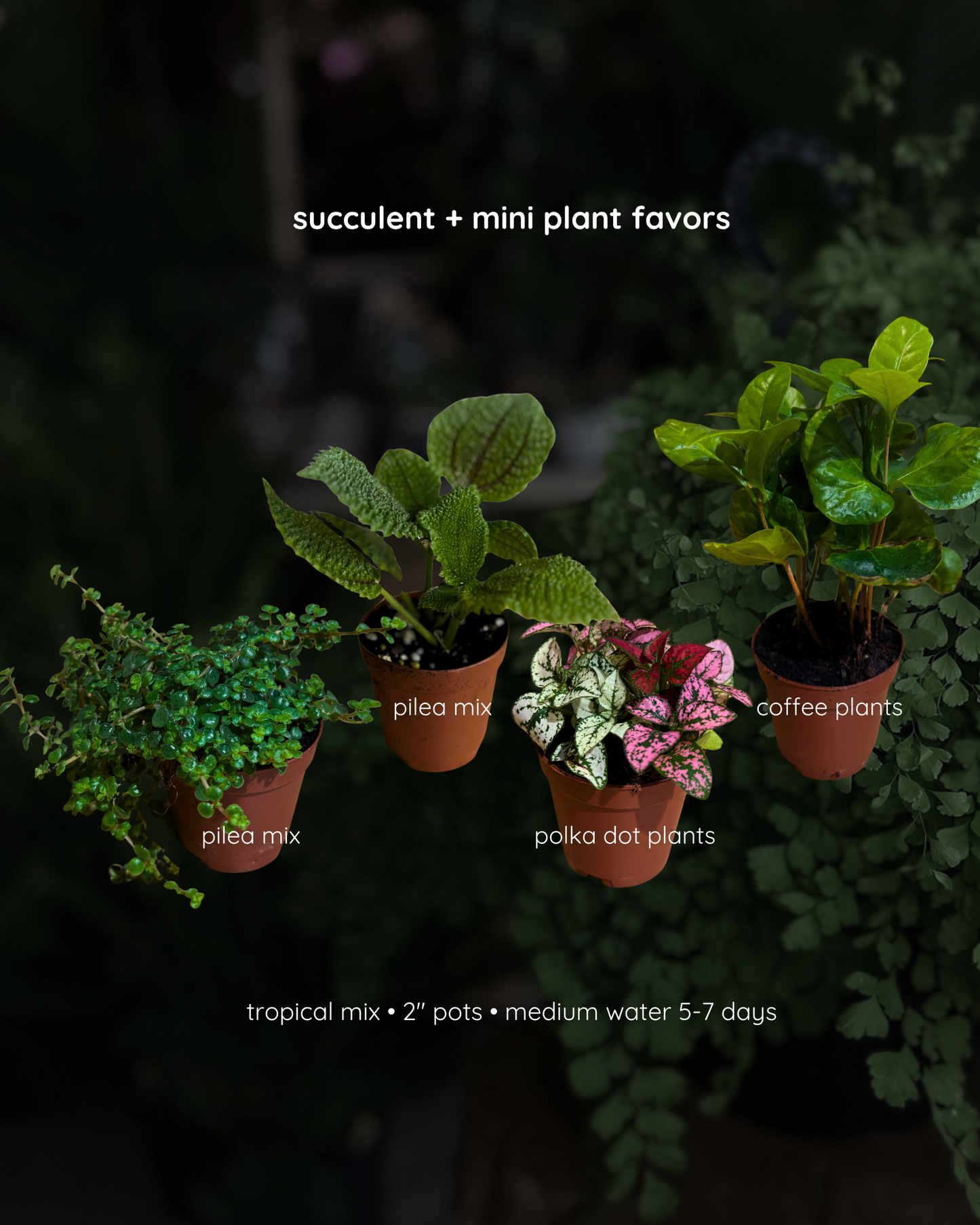 succulent & mini plant favors - bulk
