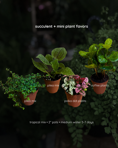 succulent & mini plant favors - bulk