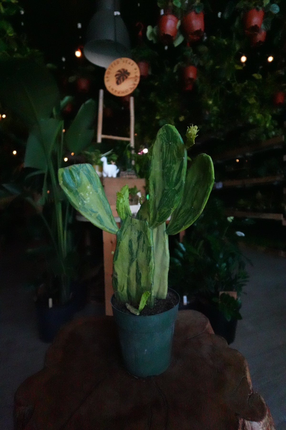 Prickly Pear Cactus Variegata 6"