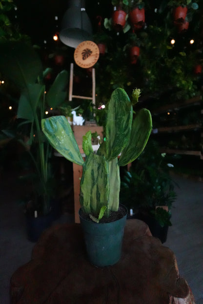 Prickly Pear Cactus Variegata 6"